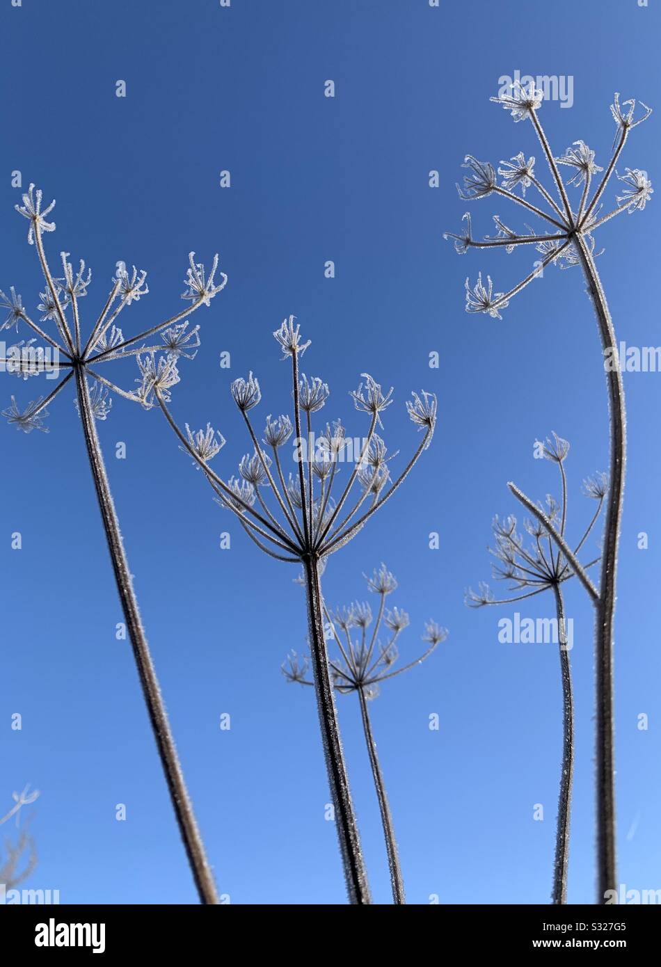 Frostige Pflanzen mit blauer Himmelskulisse Stockfoto