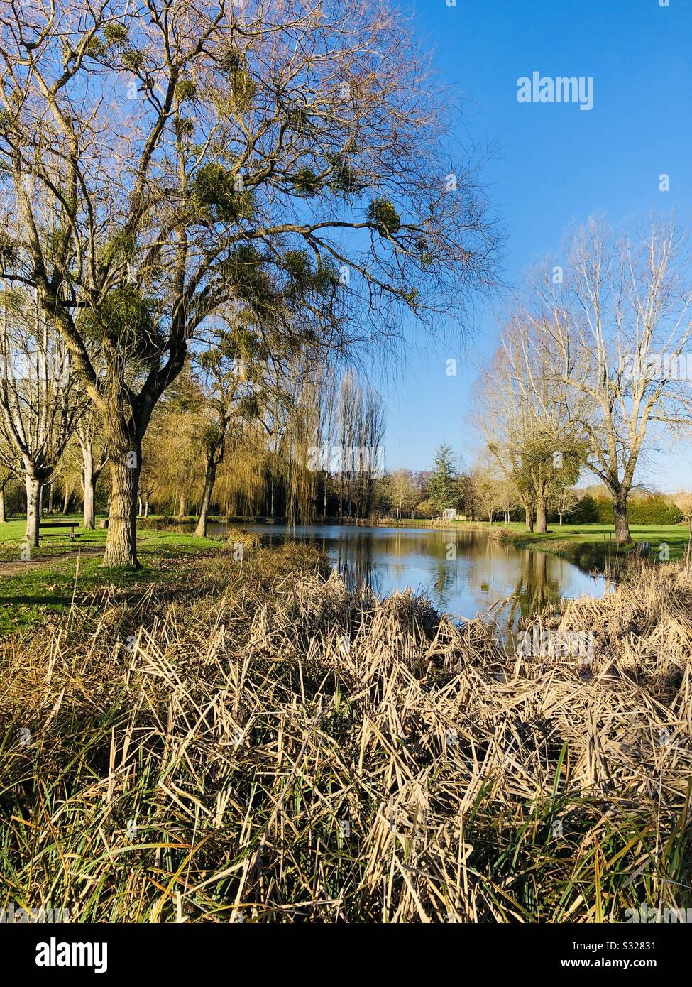 Teich und Bäume im Park. Stockfoto