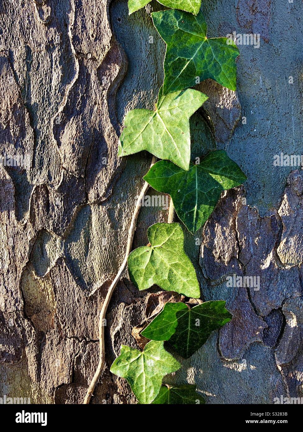 Ivy klammert sich an die Rinde des Platane Baums. Stockfoto
