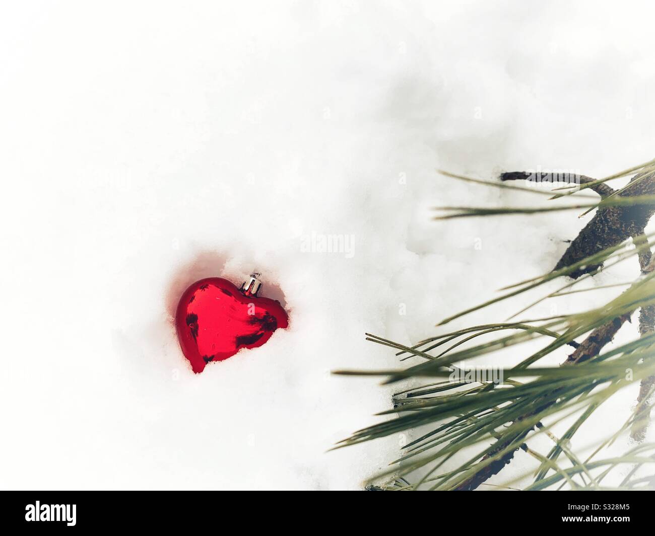 Ein einförmiges, rotes Herz geformtes Weihnachtsornament fiel an einem kalten Wintertag neben einer Kiefer in den Schnee. Stockfoto