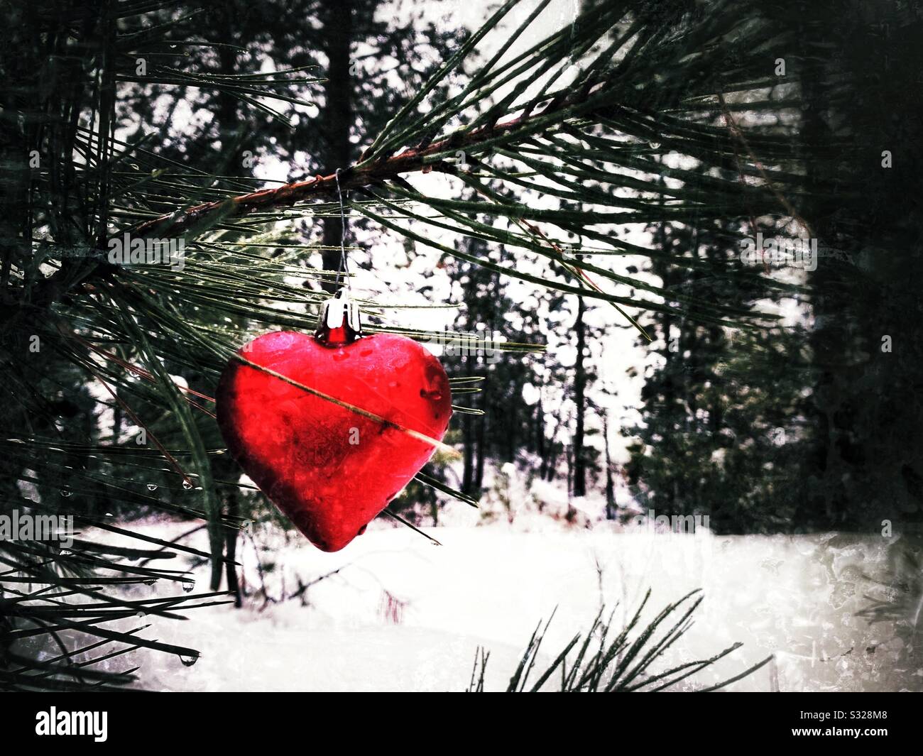 Herzförmige rote Weihnachtsverzierung auf dem Ast einer Kiefer draußen im Wald an einem kalten verschneiten Tag. Stockfoto