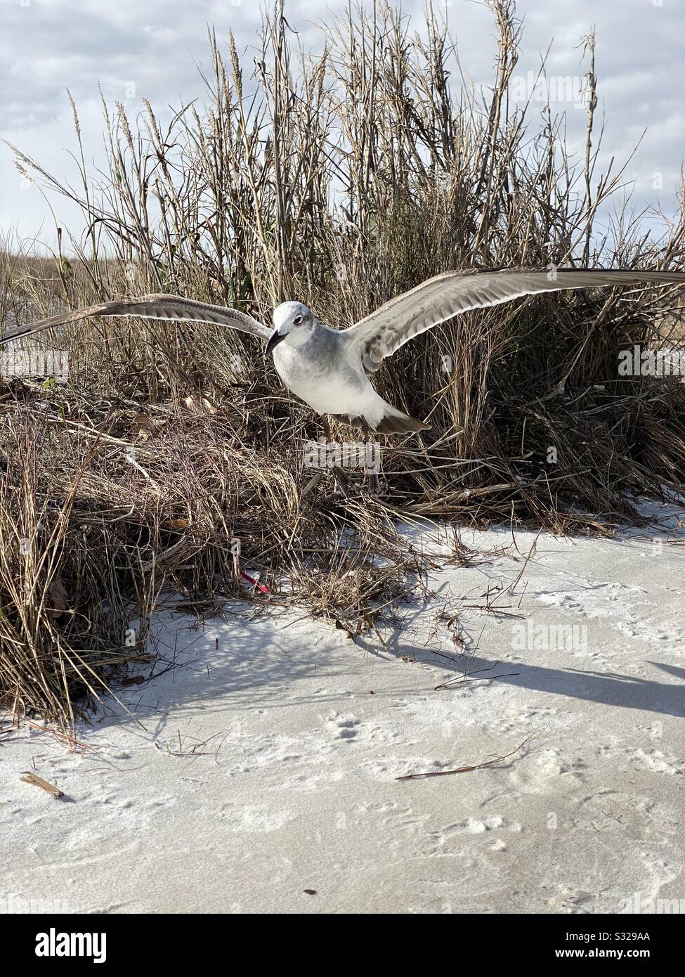 Nahaufnahme der Möwe tief zum Boden am weißen Sandstrand - Smartphone-aufgenommenes Stockfoto