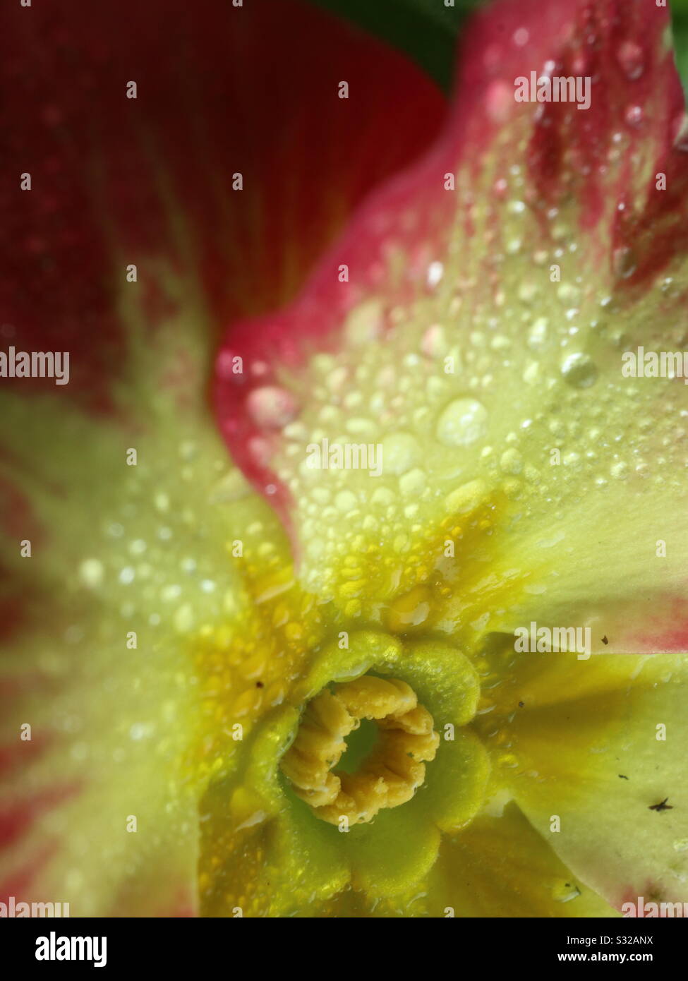 Die Primrose schließt sich mit Tewdrops an Stockfoto