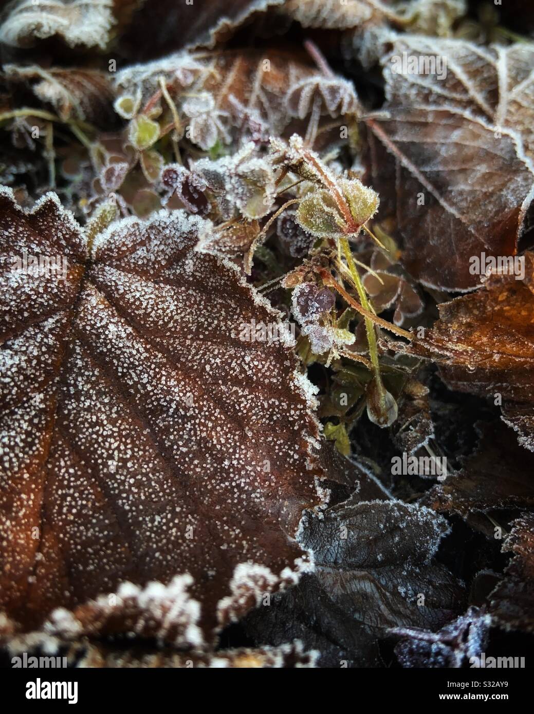 Frostige Blätter im winter Stockfoto