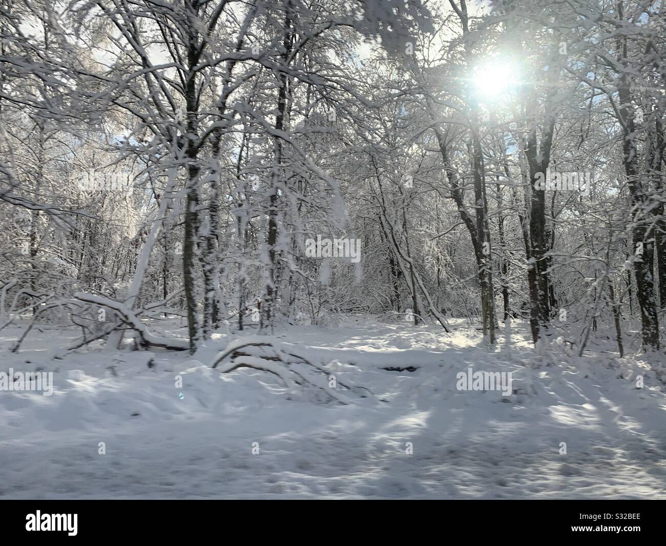 Winter in den Wäldern Stockfoto