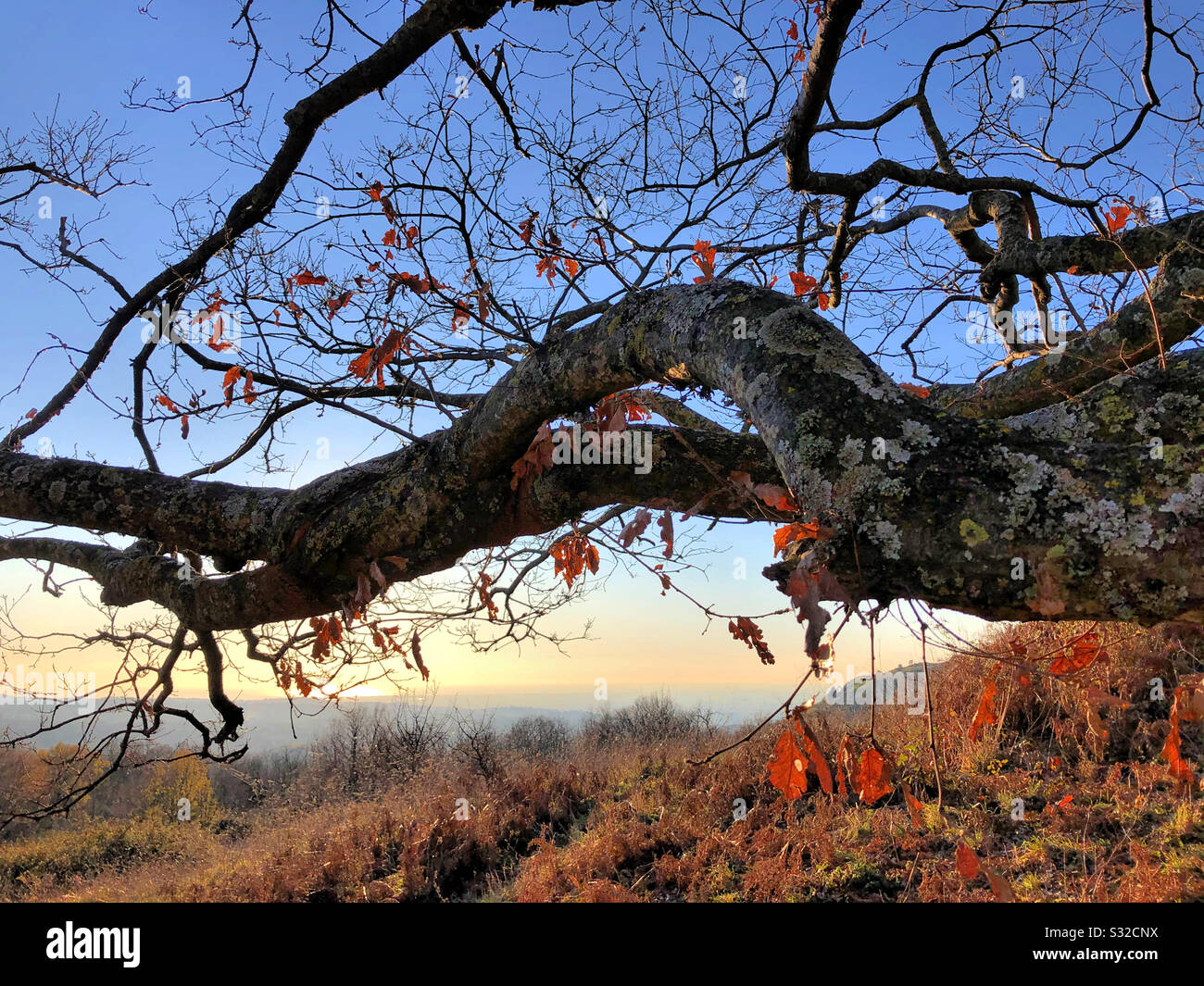 Baumzweig, blauer Himmel und rote Blätter, Montecompatri, Castelli Romani, Italien Stockfoto