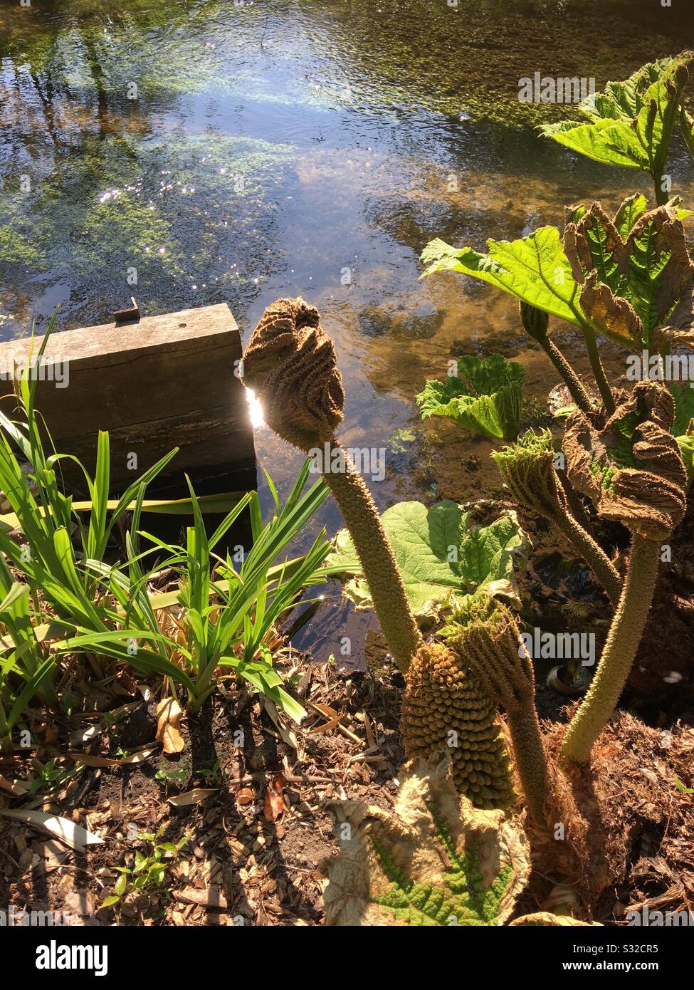 Seltsamer Vogel wie Wasserbankpflanze Stockfoto