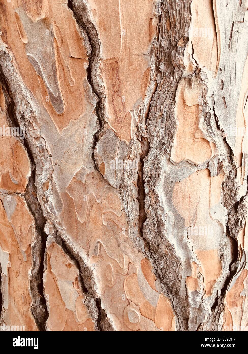 Baumrinde mit einzigartigen Mustern Stockfoto