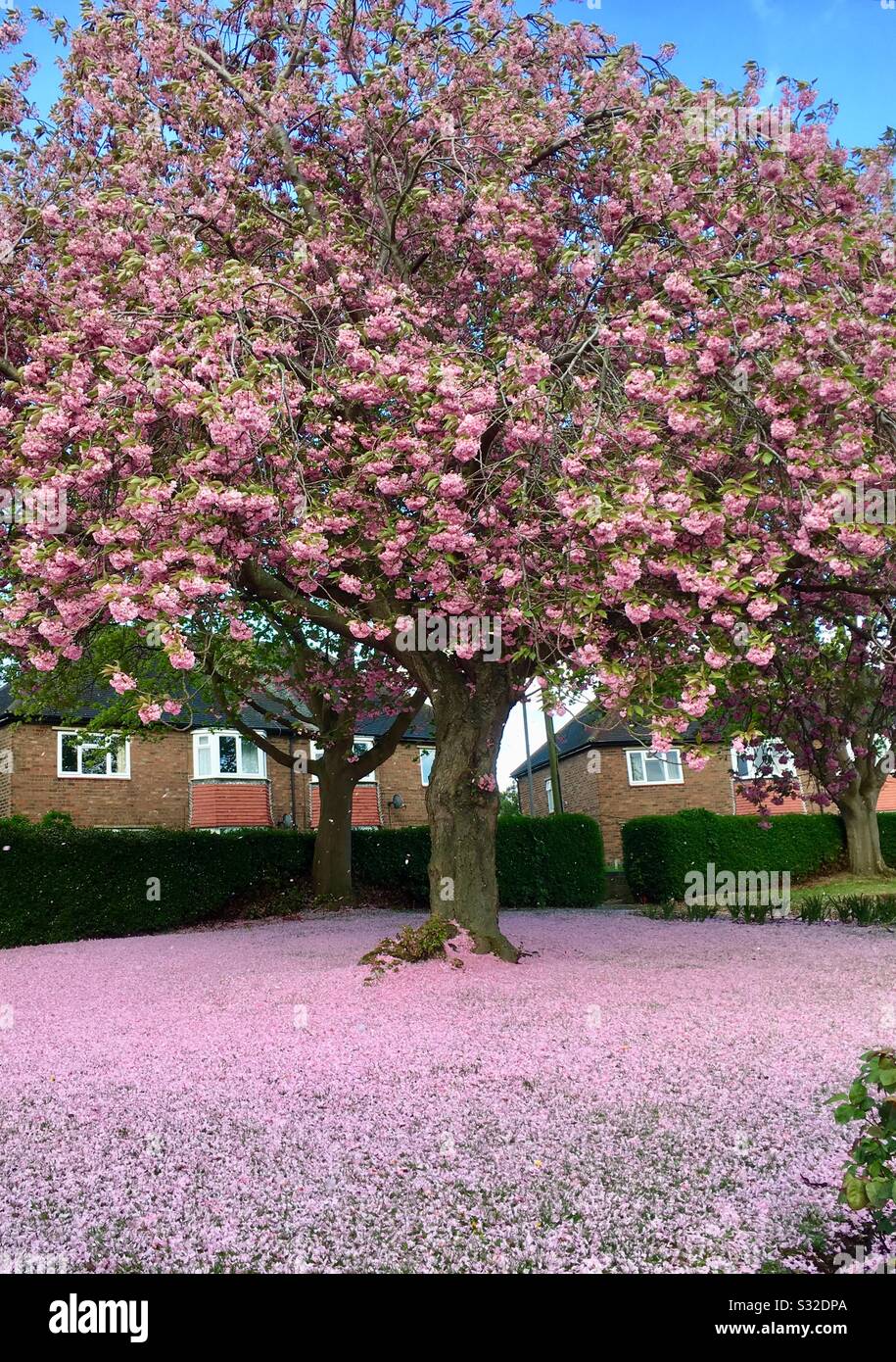 Spring Blossom Baum Stockfoto