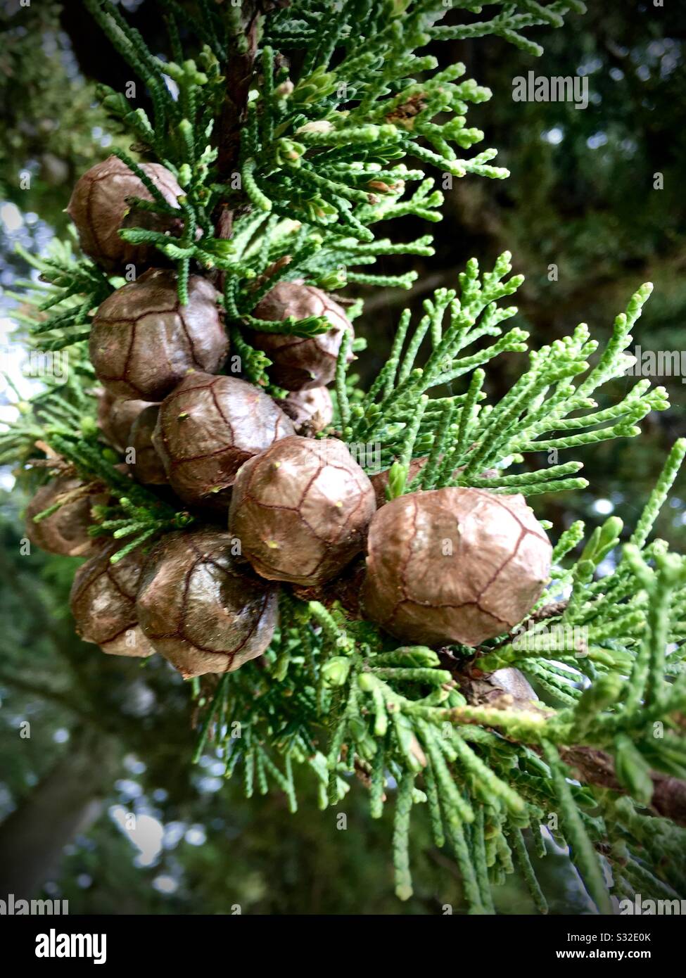 Evergreens im Golden Gate Park. San Francisco, Kalifornien. Stockfoto