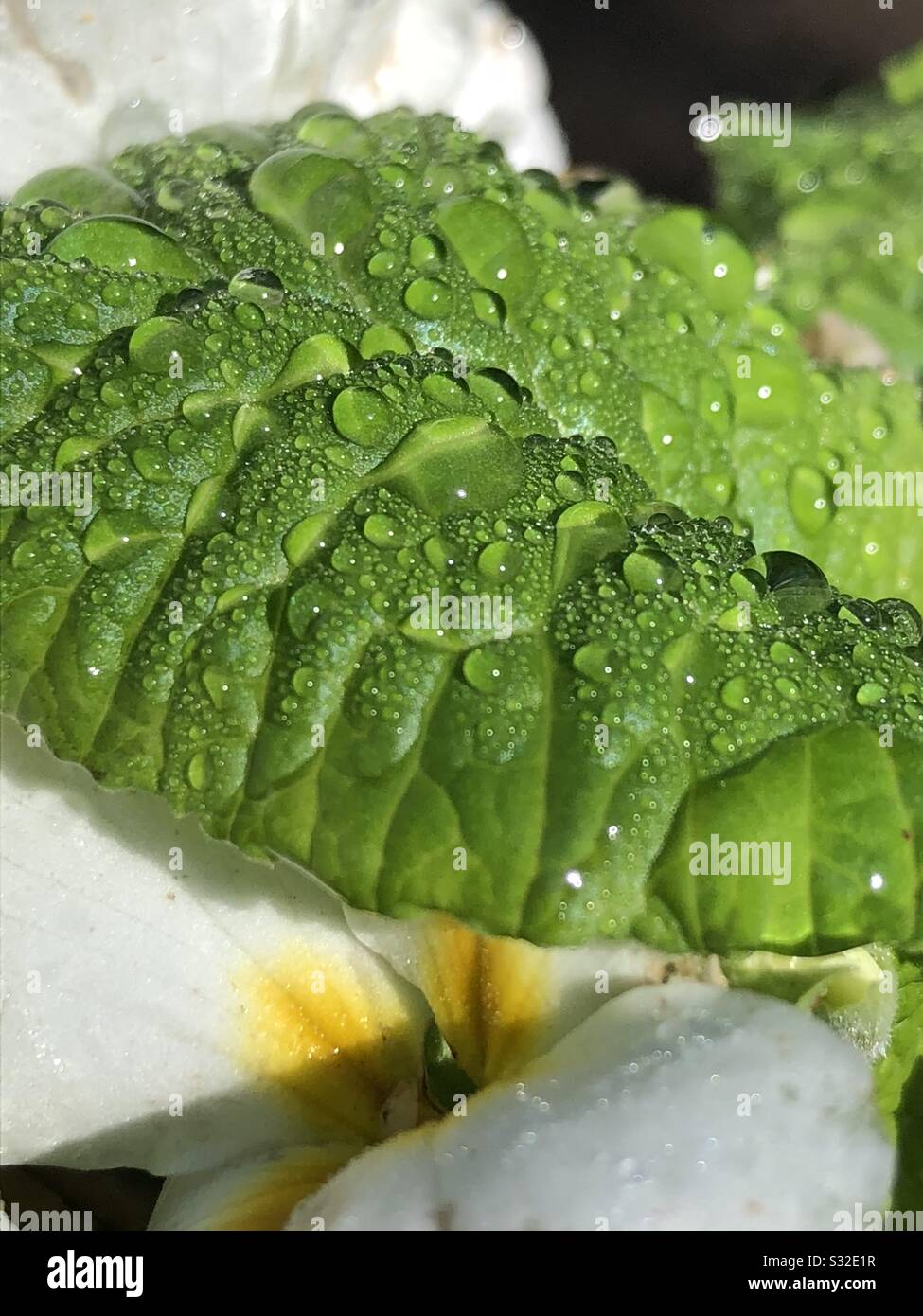 Wassertropfen auf einem grünen Blatt in der Sonne. Stockfoto