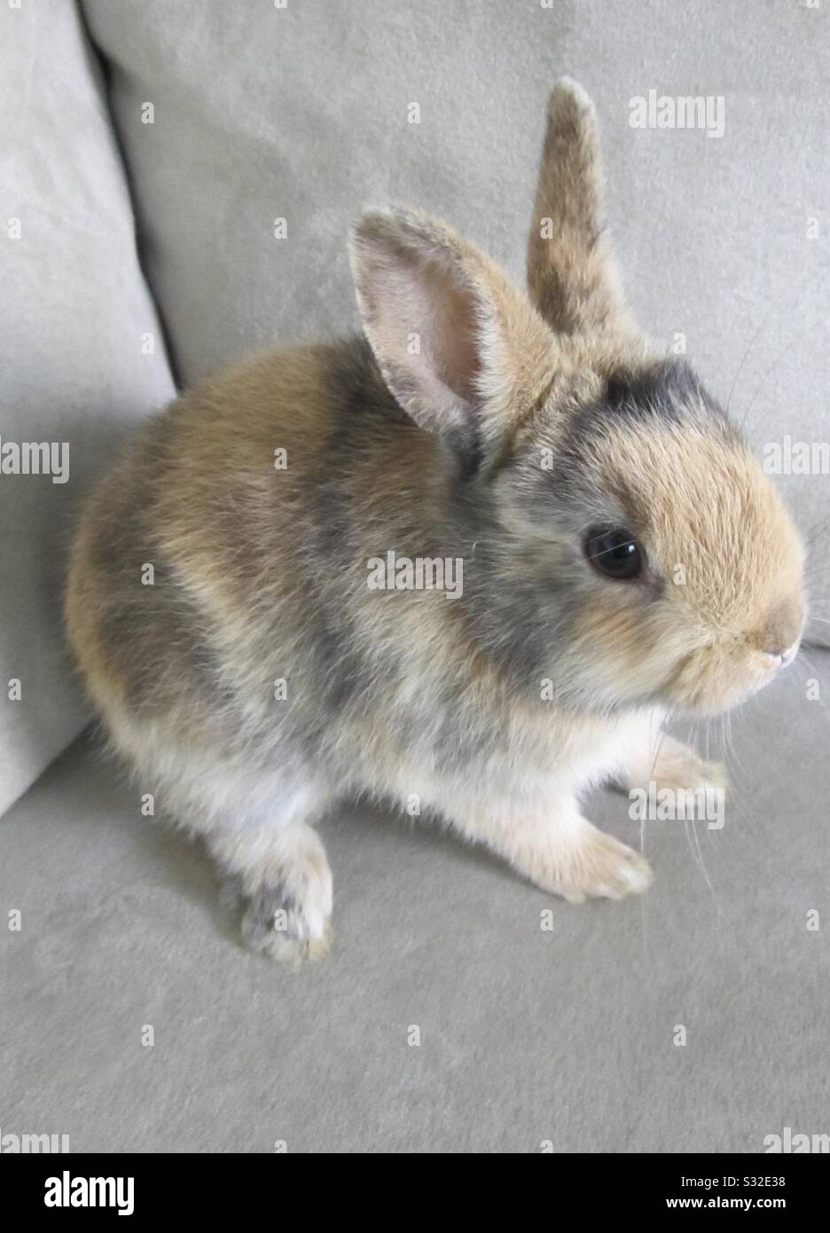 Baby-Hase Stockfoto