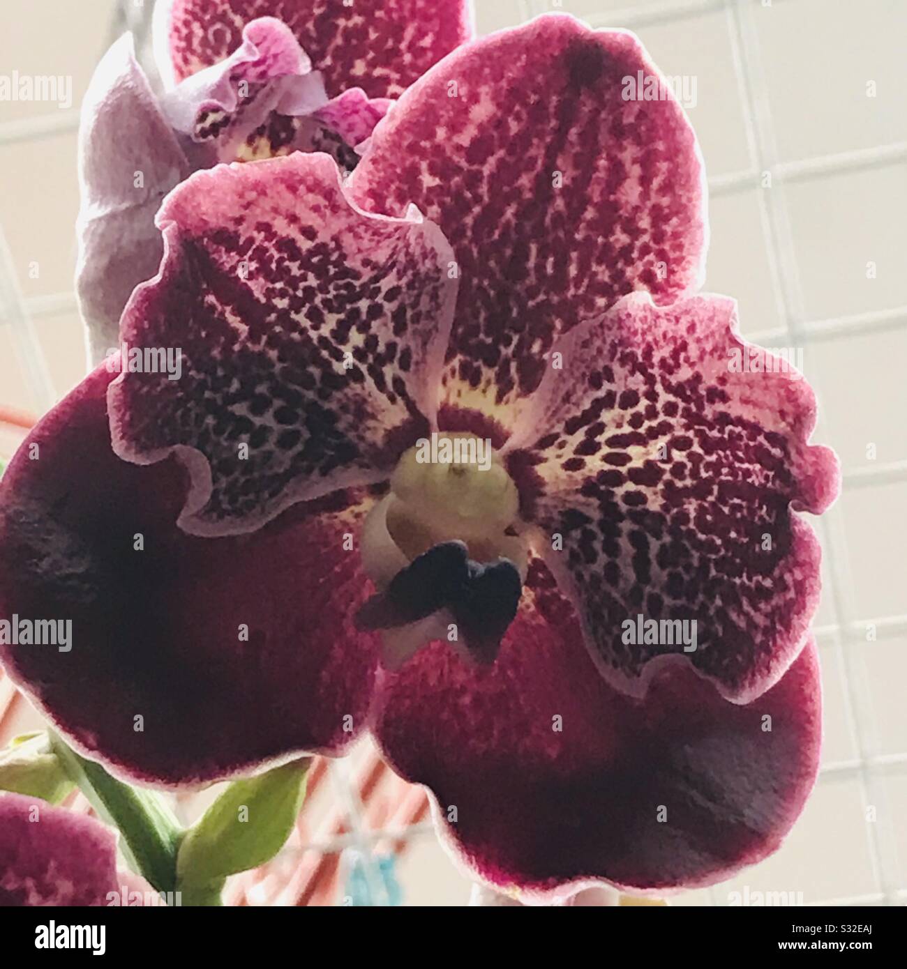 Freckeln in einer lila beschatteten Mottenorchidee, die zur Erfassung einzelner Blumen gezoomt war, hängte sie in einem Blumentopf alias Phalaenopsis Orchidee mit Maronlippe Stockfoto