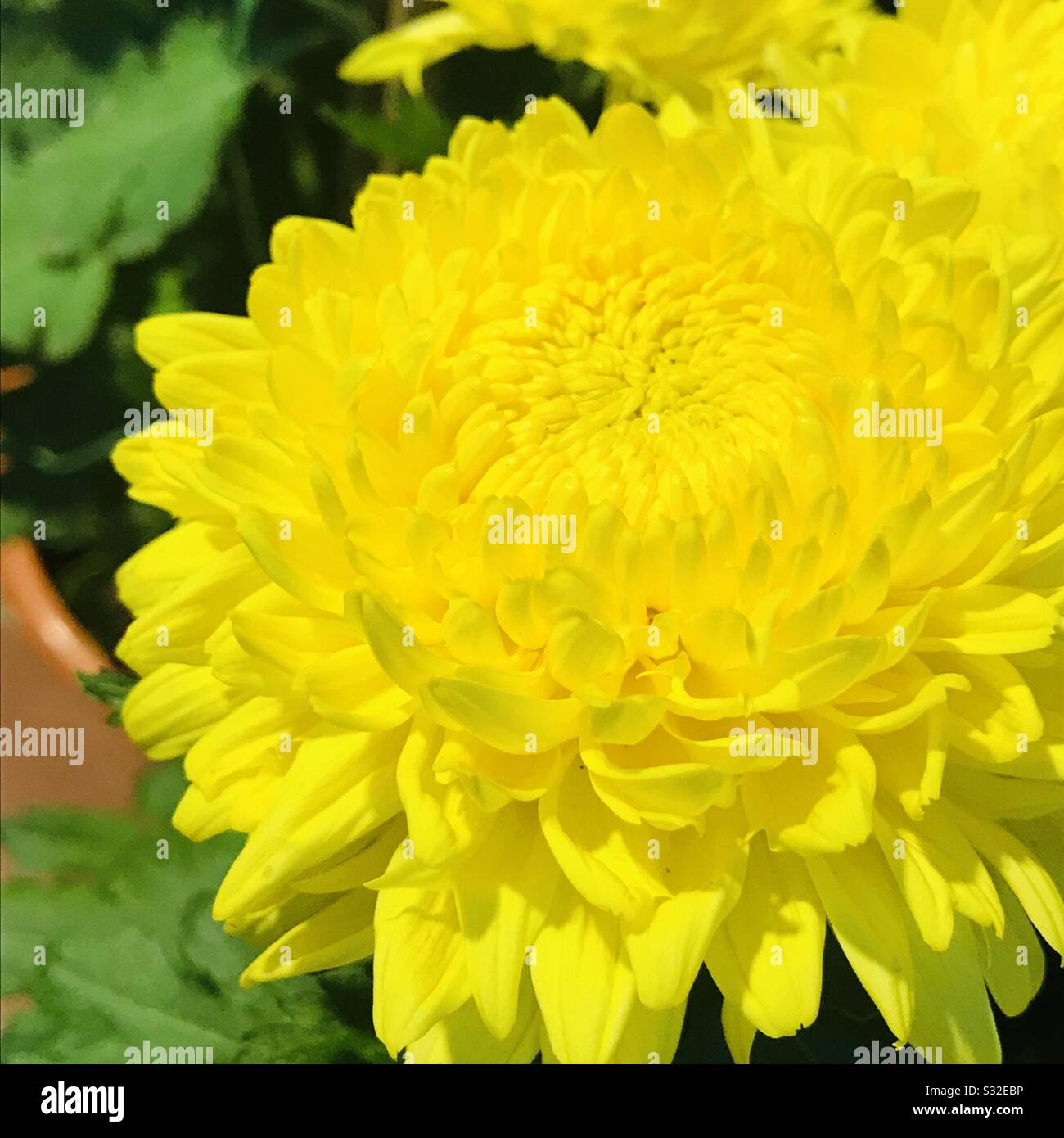 Blume jamanthi Fotos und Bildmaterial in hoher Auflösung Alamy