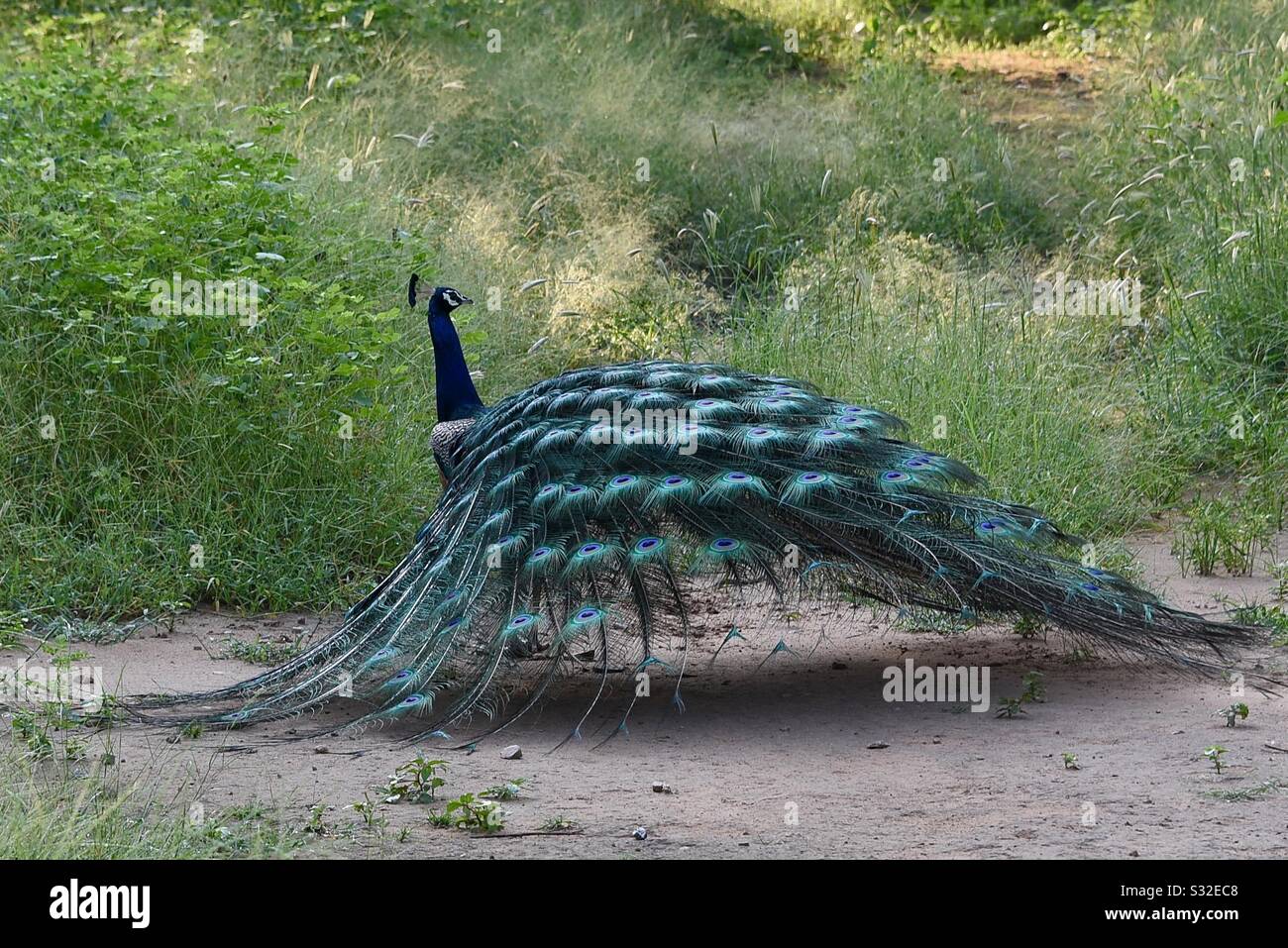 Pfau, tanzen - Smartphone-aufgenommenes Stockfoto