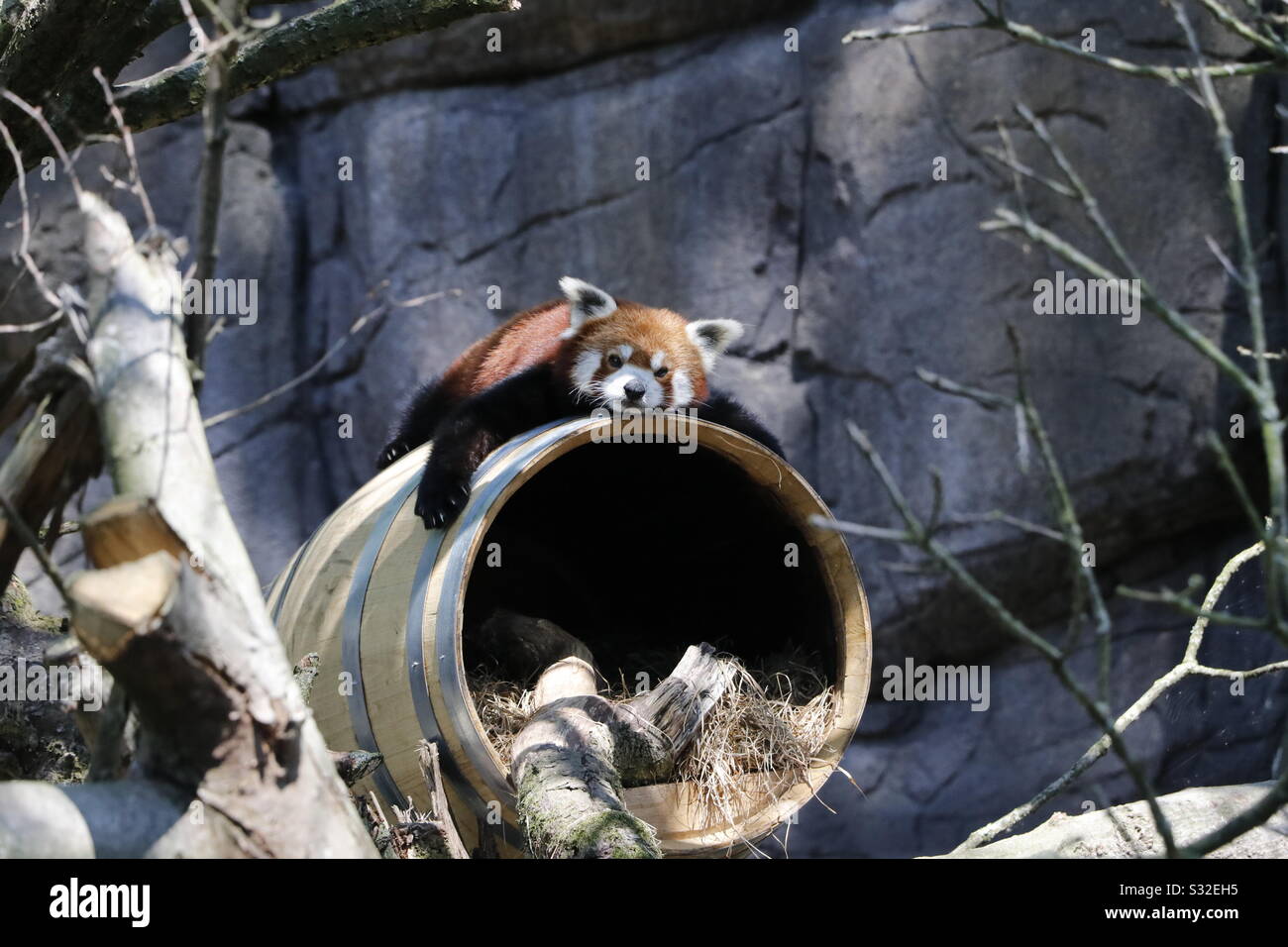 Roter Panda auf einem Fass Stockfoto