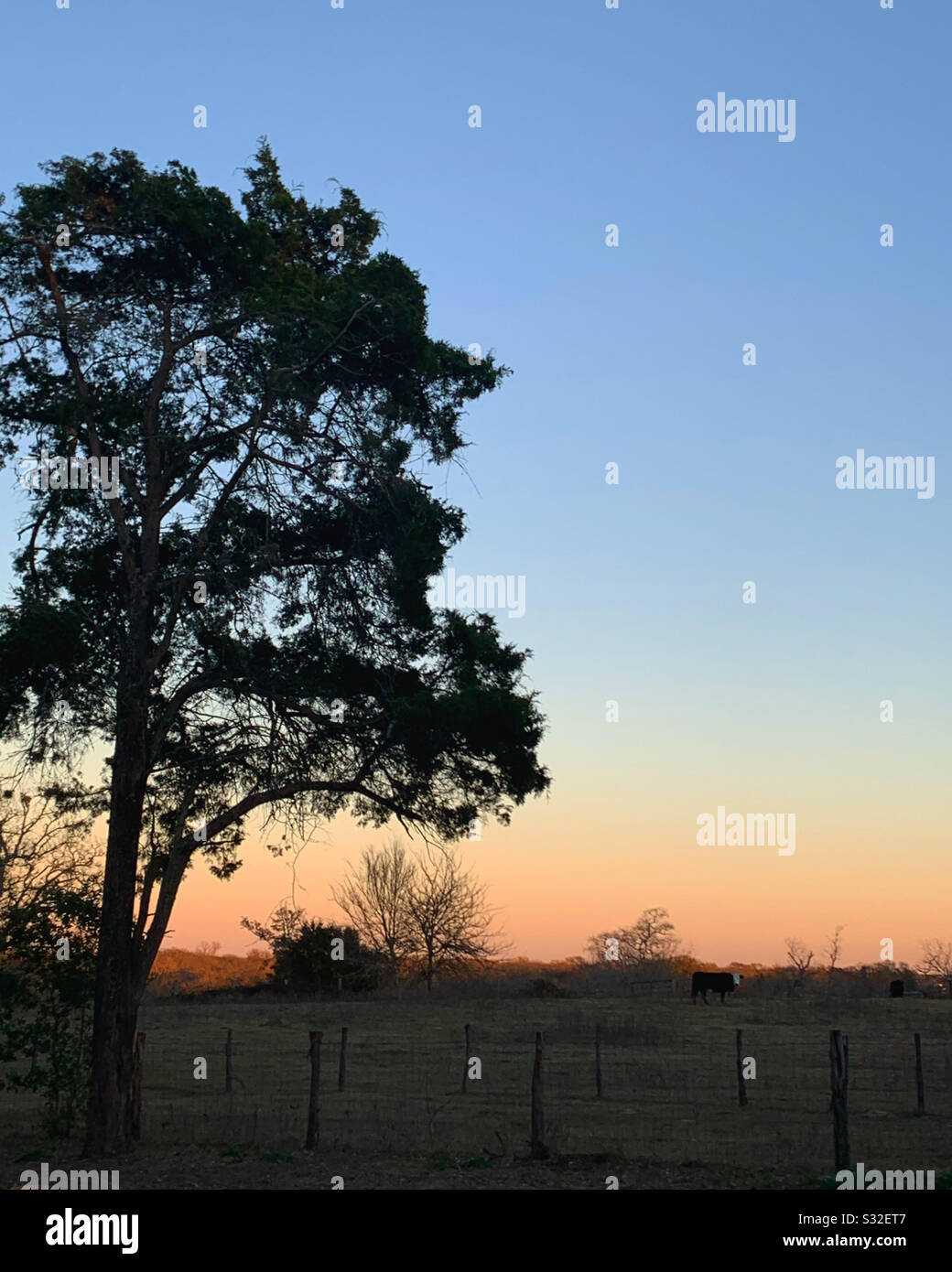 Sonnenuntergang am Texas Day mit blauem Himmel Stockfoto