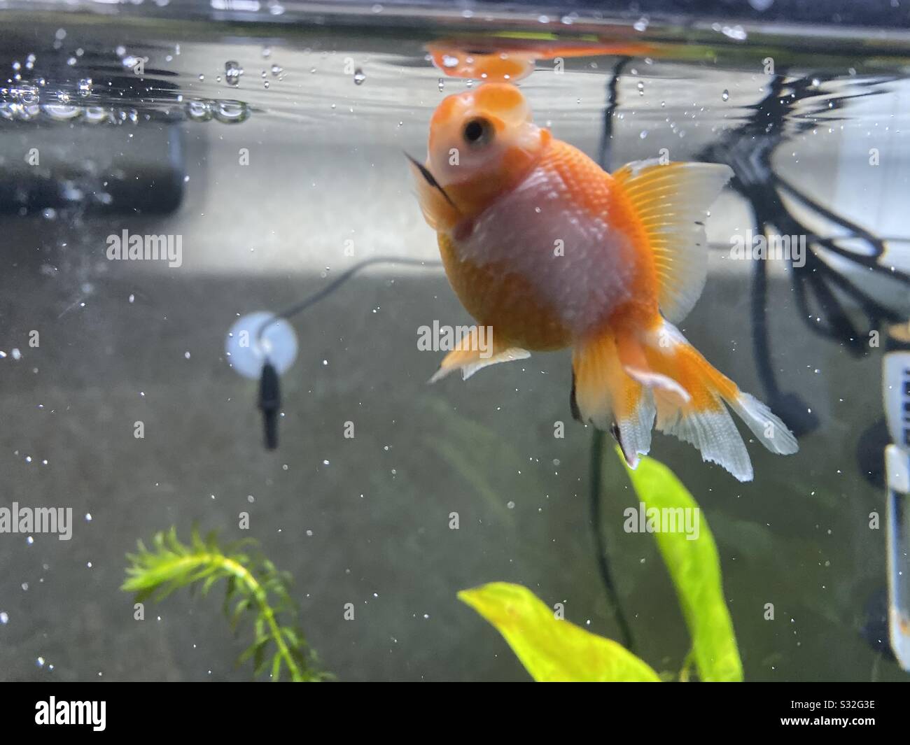 Goldfisch mit Perlskala für Babys Stockfoto