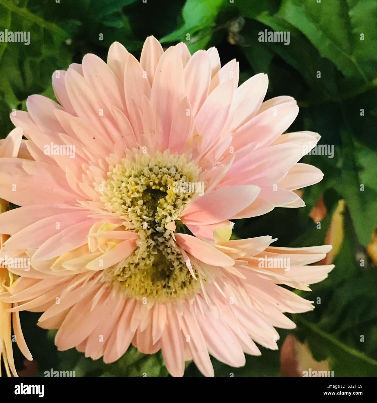 Pfirsich rosa Farbe Gerbera nach oben zeigt seine eine Zwillingsblume, seltene Zwillingsblume, African Daisy Stockfoto