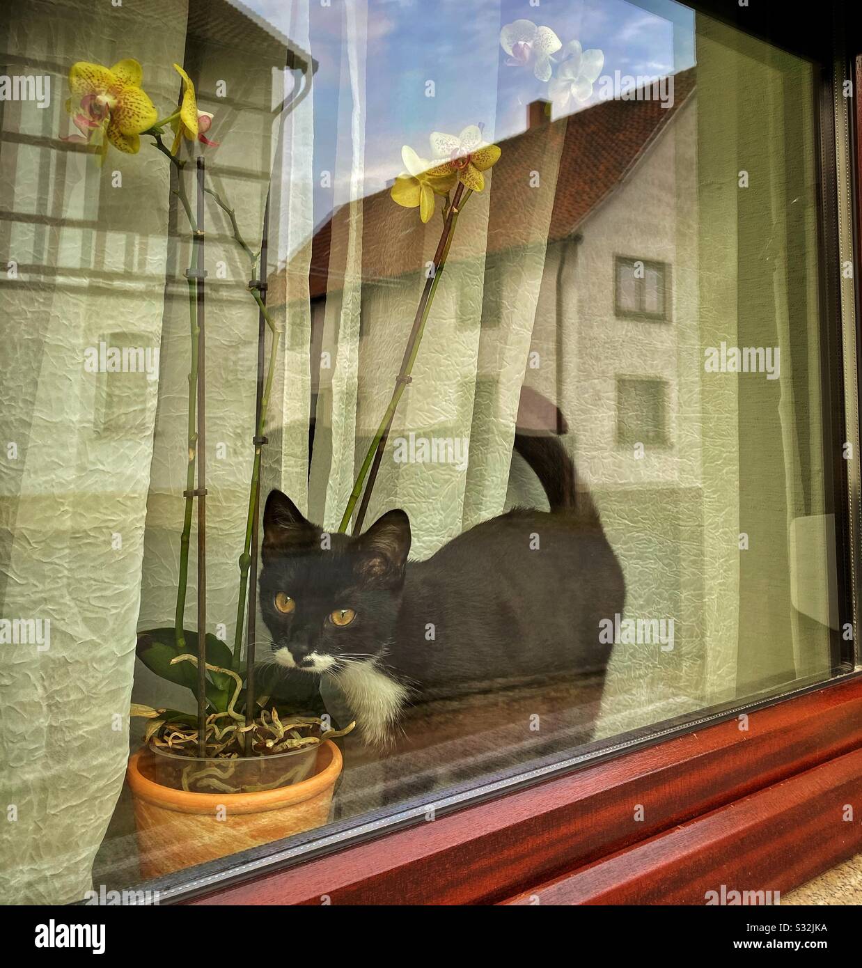 Schwarz-weiße Kätzchen blicken durch ein Fenster Stockfoto