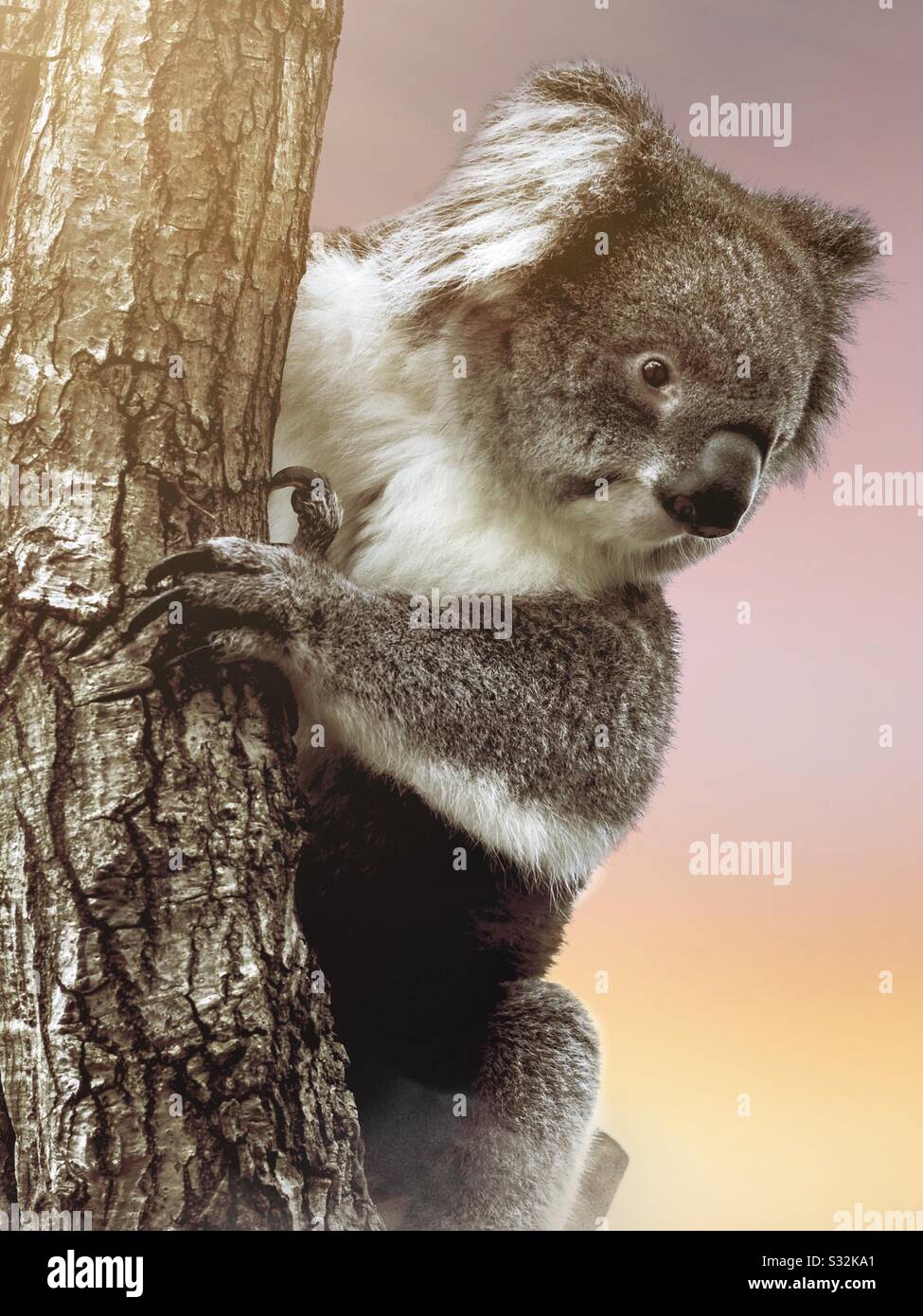 Australischer Koala in einem Baum mit pastellfarbenem Hintergrund. Tragische australische Buschbrände. Tiere aus der Tierwelt Stockfoto