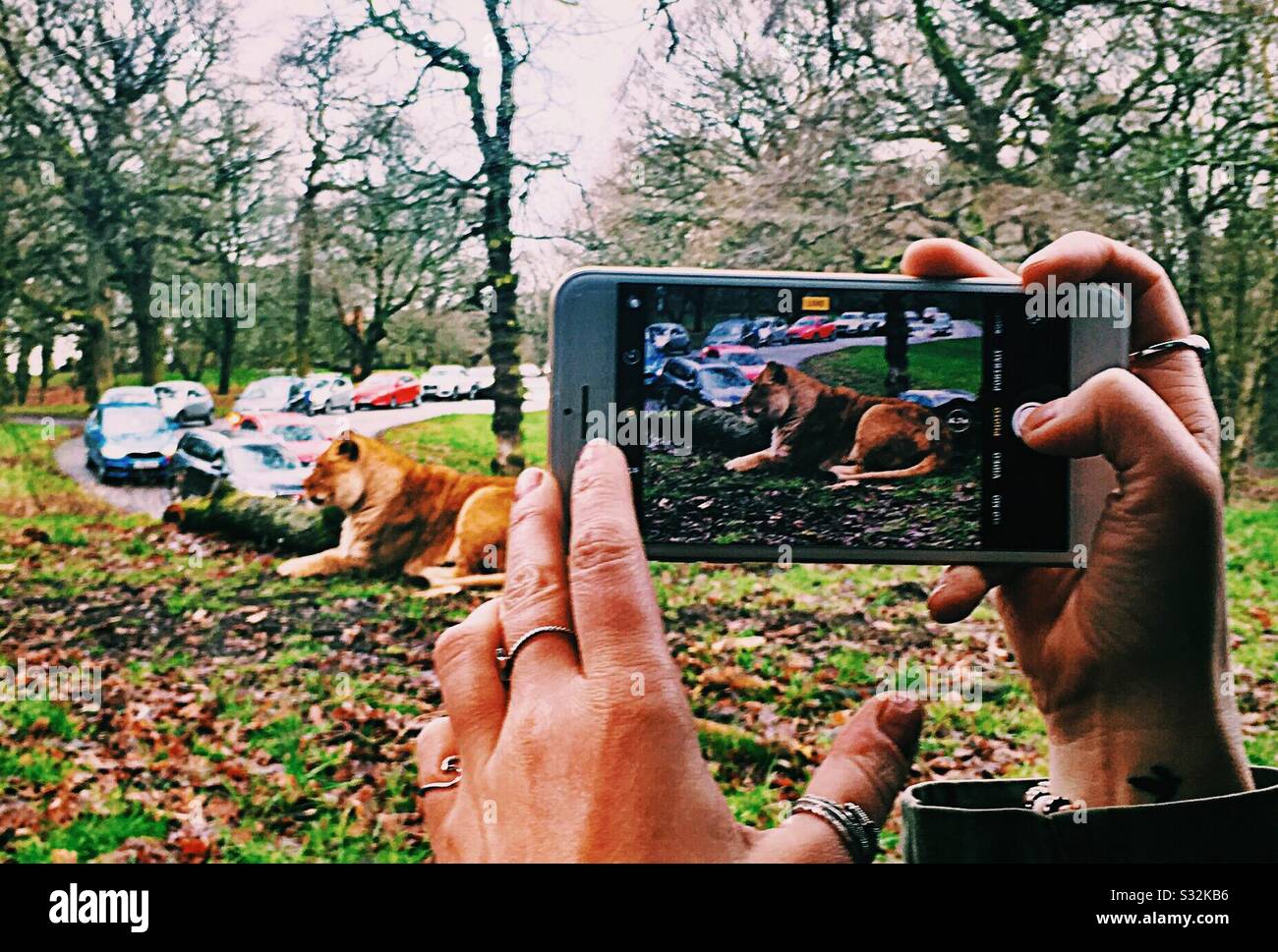 Frau, die ein Foto eines Löwen am Telefon im Knowsley Safari Park gemacht hat - Smartphone-aufgenommenes Stockfoto