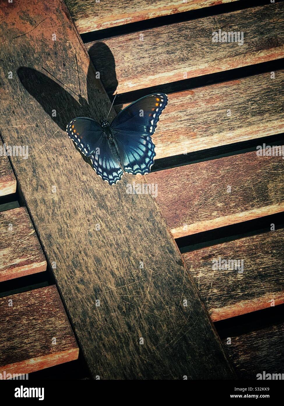 Schmetterling mit Schatten (rot gefleckter violetter Admiral). Stockfoto