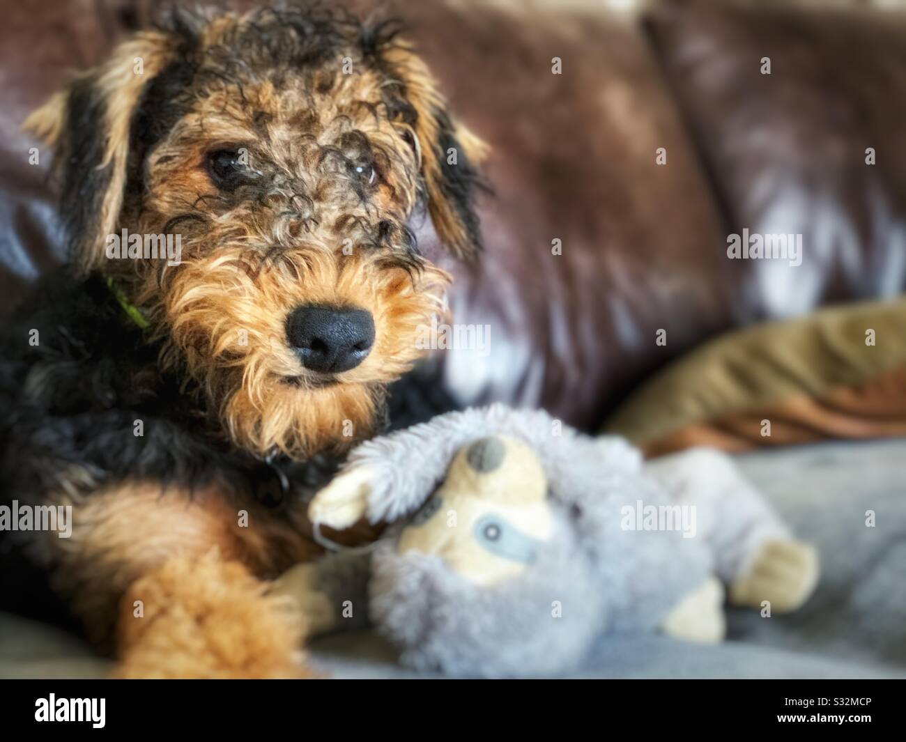 Ein Nahporträt eines schönen jungen Airedale Terrier Welpen nach 5 Monaten. Haustierhundporträt auf Sofa mit Spielzeug - Smartphone-aufgenommenes Stockfoto