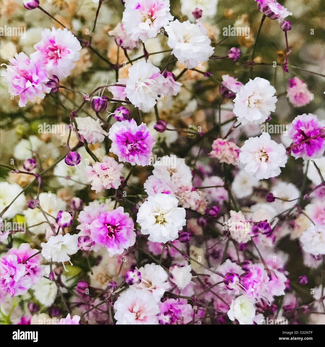 Blumenstrauß für Blumenstrauß aneinandergereiht, für viele Anlässe statice Blumen alias Papierblume, Gewebekultur Blume-Baby Atem (Gypsophila paniculata) Stockfoto