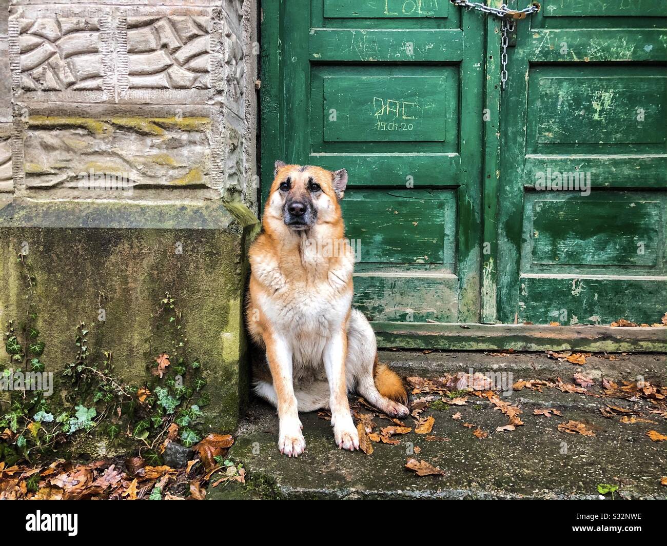 Hund in der Nähe der grünen Tür Stockfoto