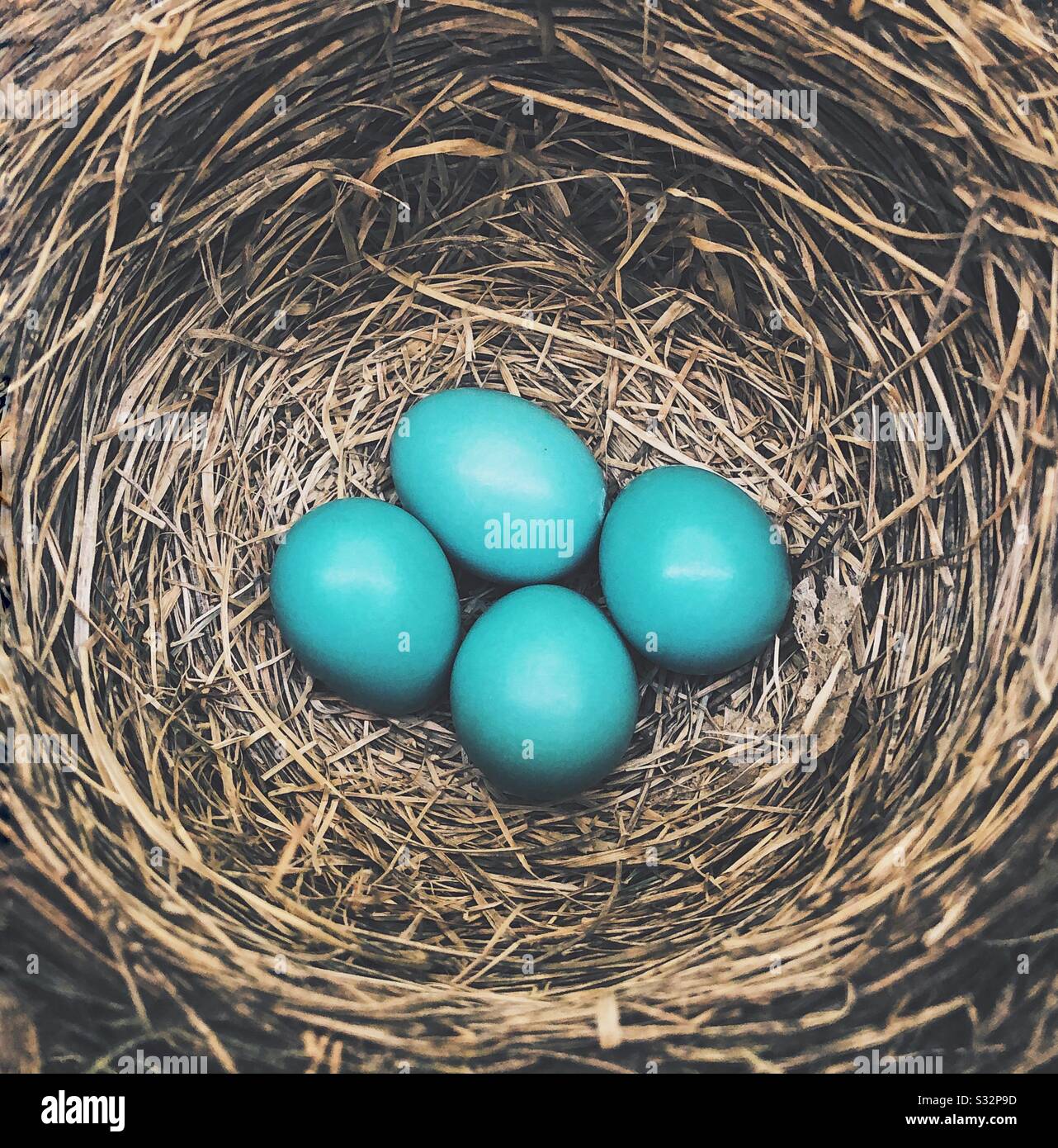 Eiern in einem nest Stockfoto