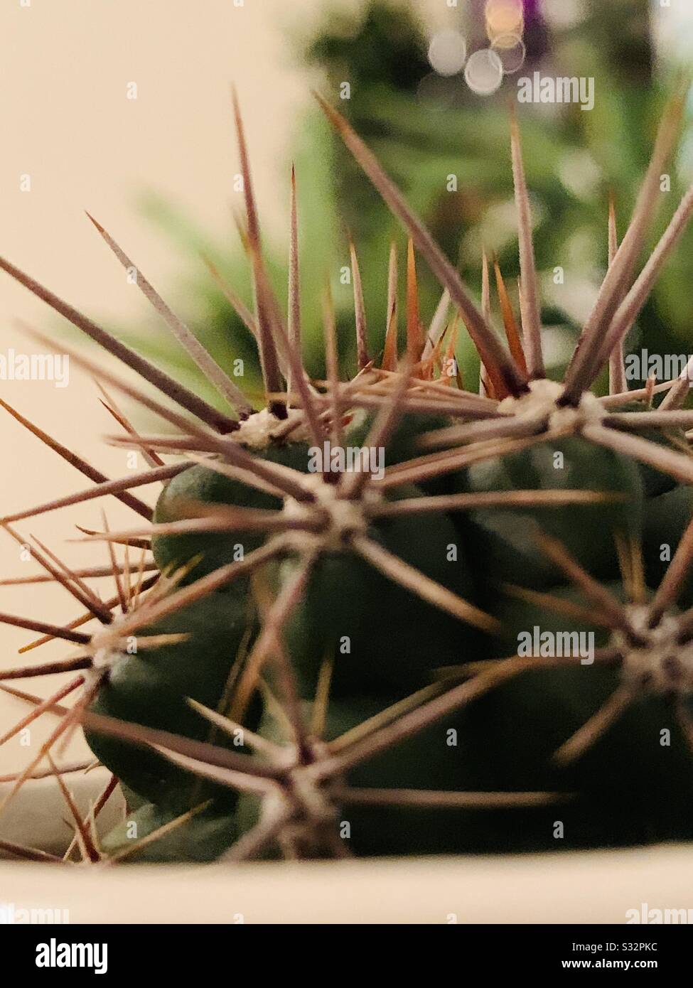 Cactus sitzt darauf, dass die Opfer streikbereit sind Stockfoto