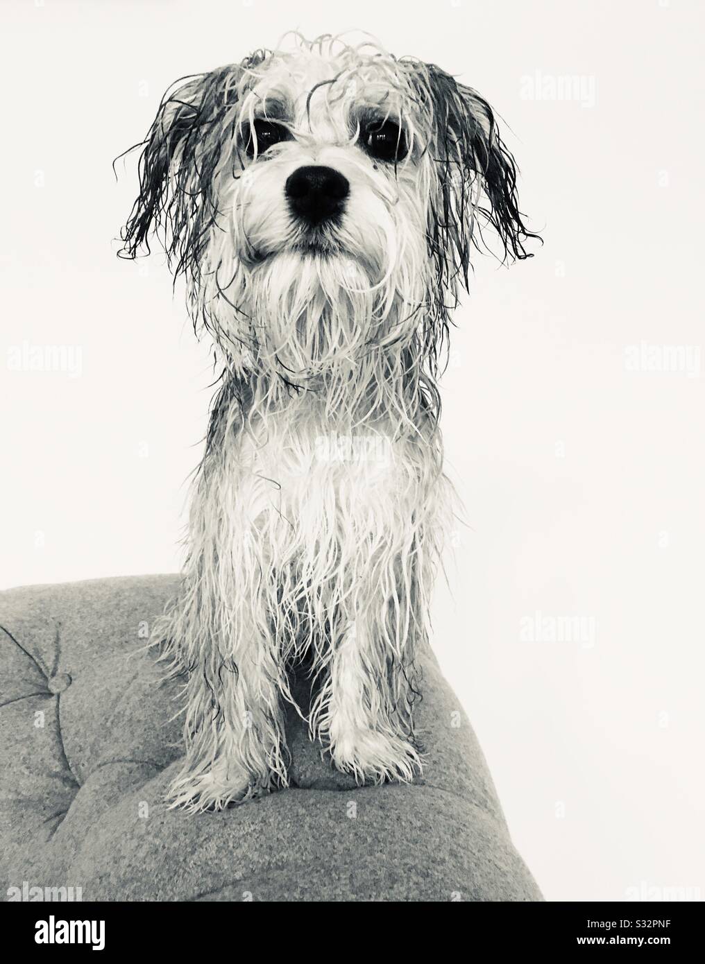 Kleiner nasser Hund Stockfoto