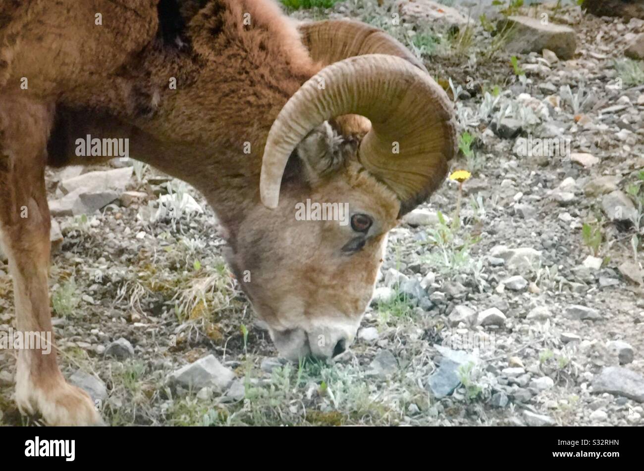 Tierwelt Nordamerikas, große Hornschafe, Ovis canadensis, Tier, Weide, Futter - Smartphone-aufgenommenes Stockfoto