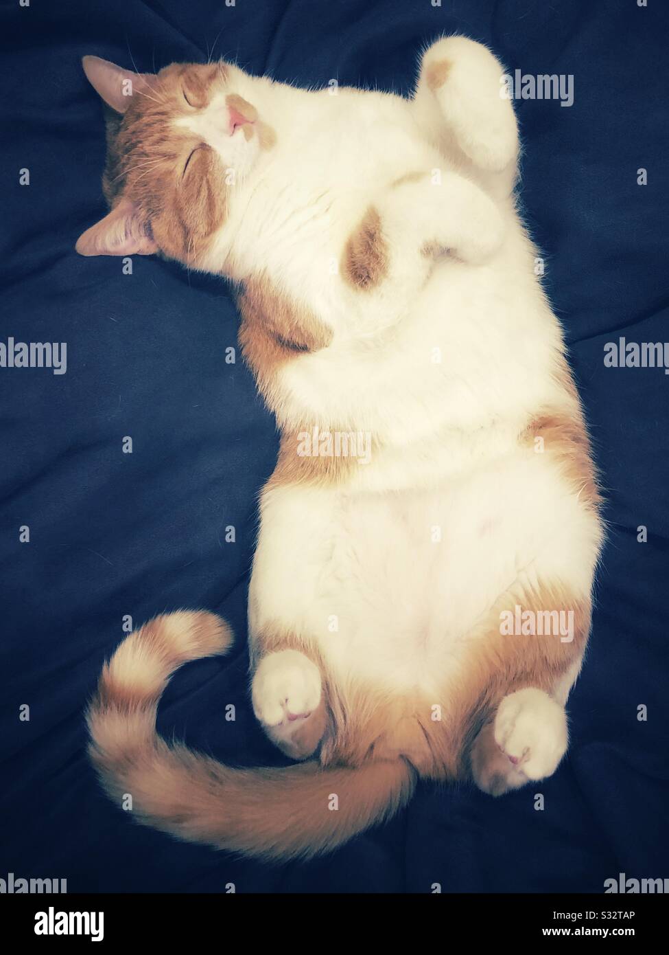 Orange-weiße, Ingwer-Tabby-Katze, die auf dem Rücken auf einem großen weichen Kissen schläft. Stockfoto