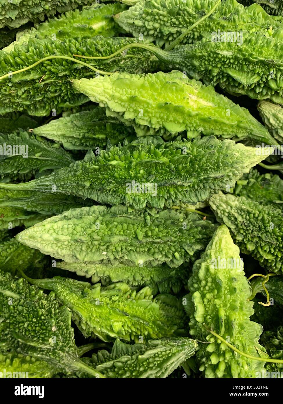 Frisches Grün, Momordica charantia, bittere Melone, bitterer apfel, bitteres Gourd, Karela, bitterer Squash, Balsam-Birne Stockfoto