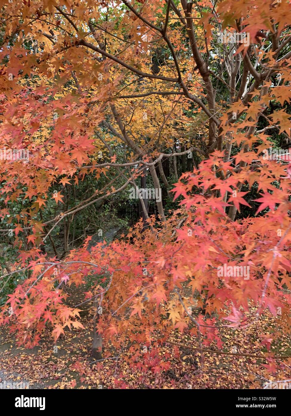 Alberi con foglie rosse a Kyoto Stockfoto