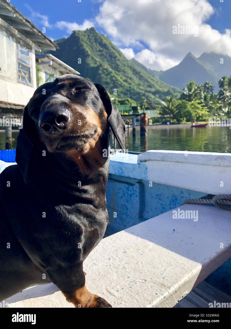 Wiener Hund im Urlaub Stockfoto