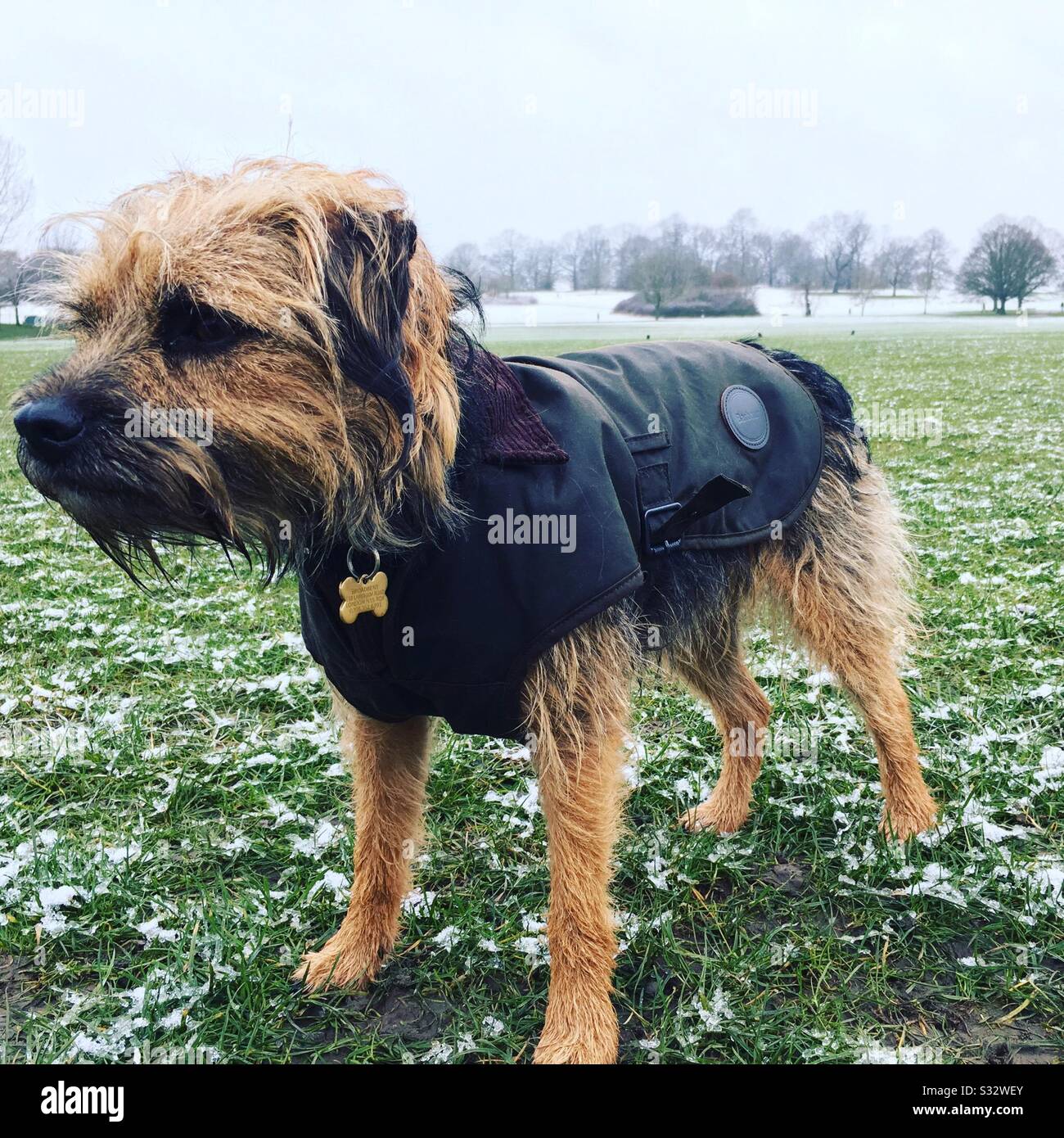 border terrier coat