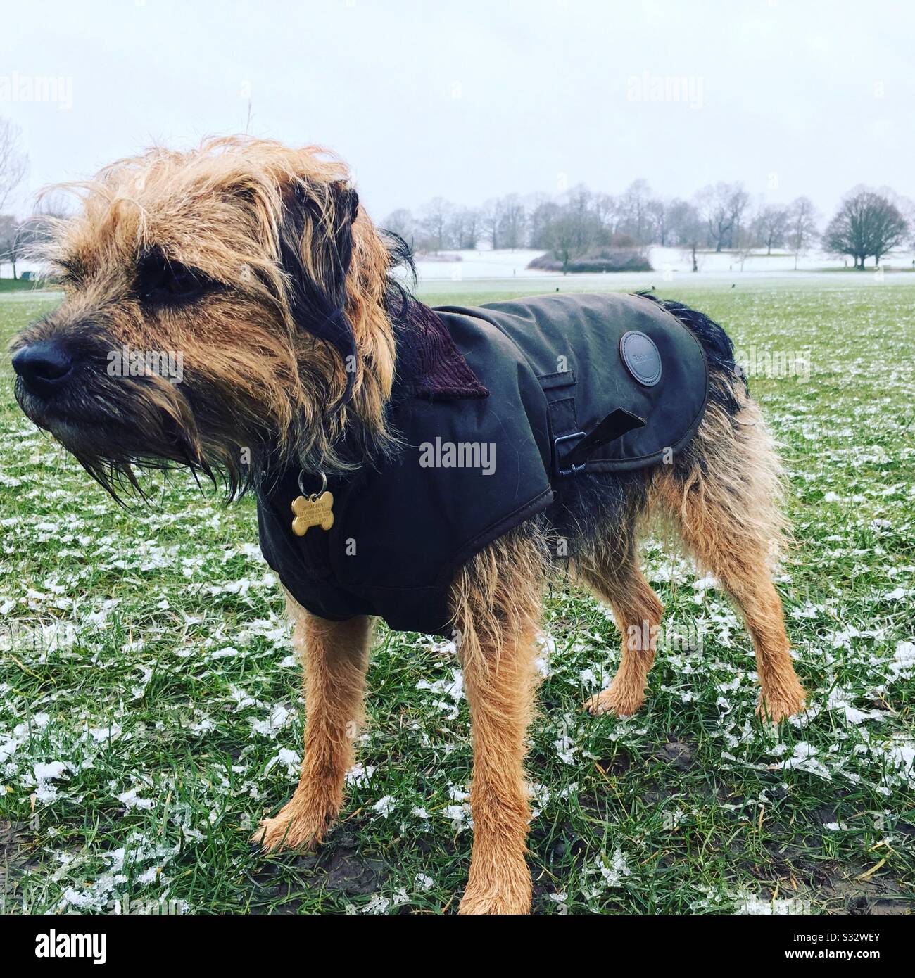 Border Terrier mit Barbour Mantel Stockfotografie - Alamy