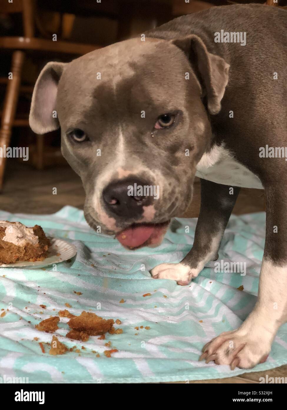 Pit Bullen erster Geburtstag Pfandleiher Stockfoto