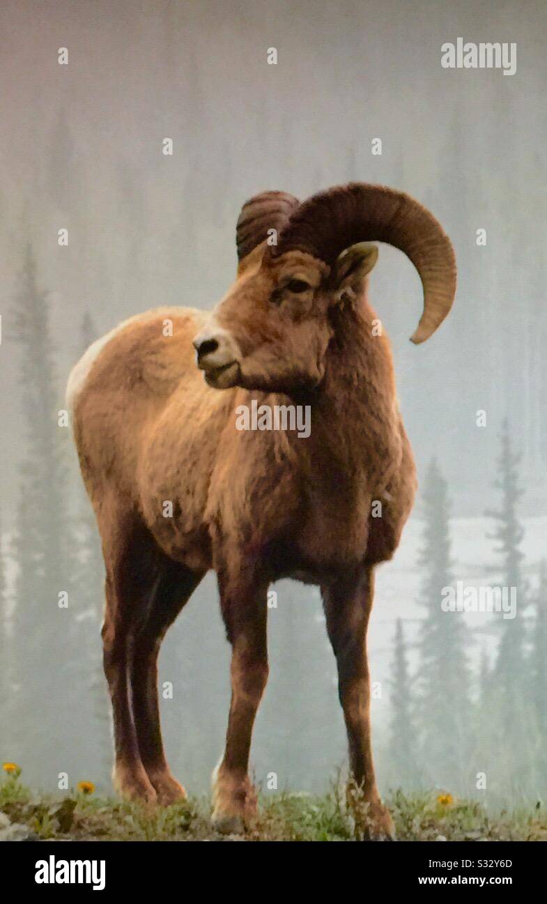 Tierwelt Nordamerikas, Rocky Mountain Big Horn Sheep, Ovis canadensis Stockfoto