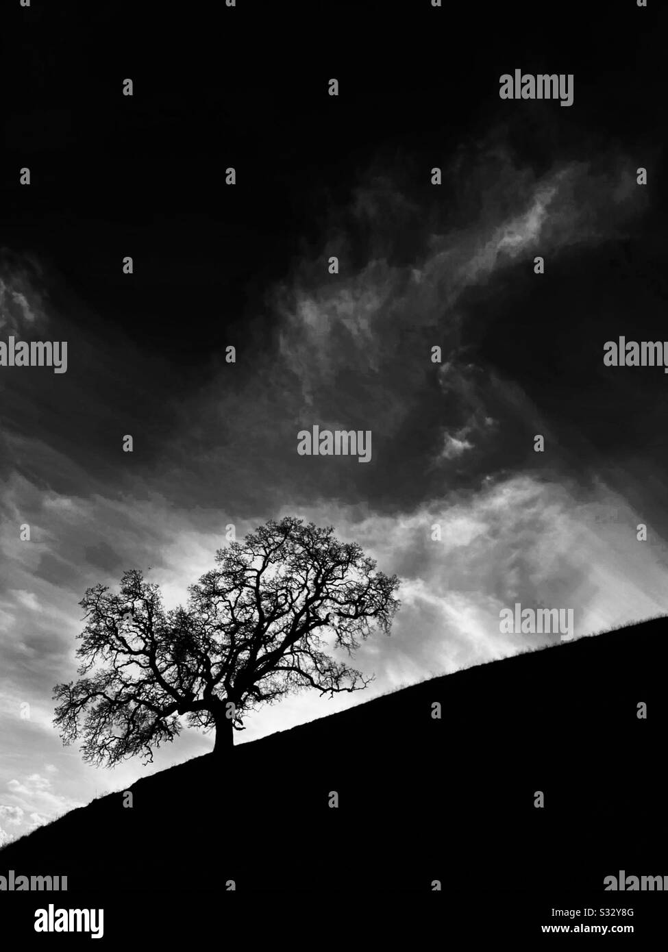 Winter-Eiche-Silhouette in schwarz-weiß Stockfoto