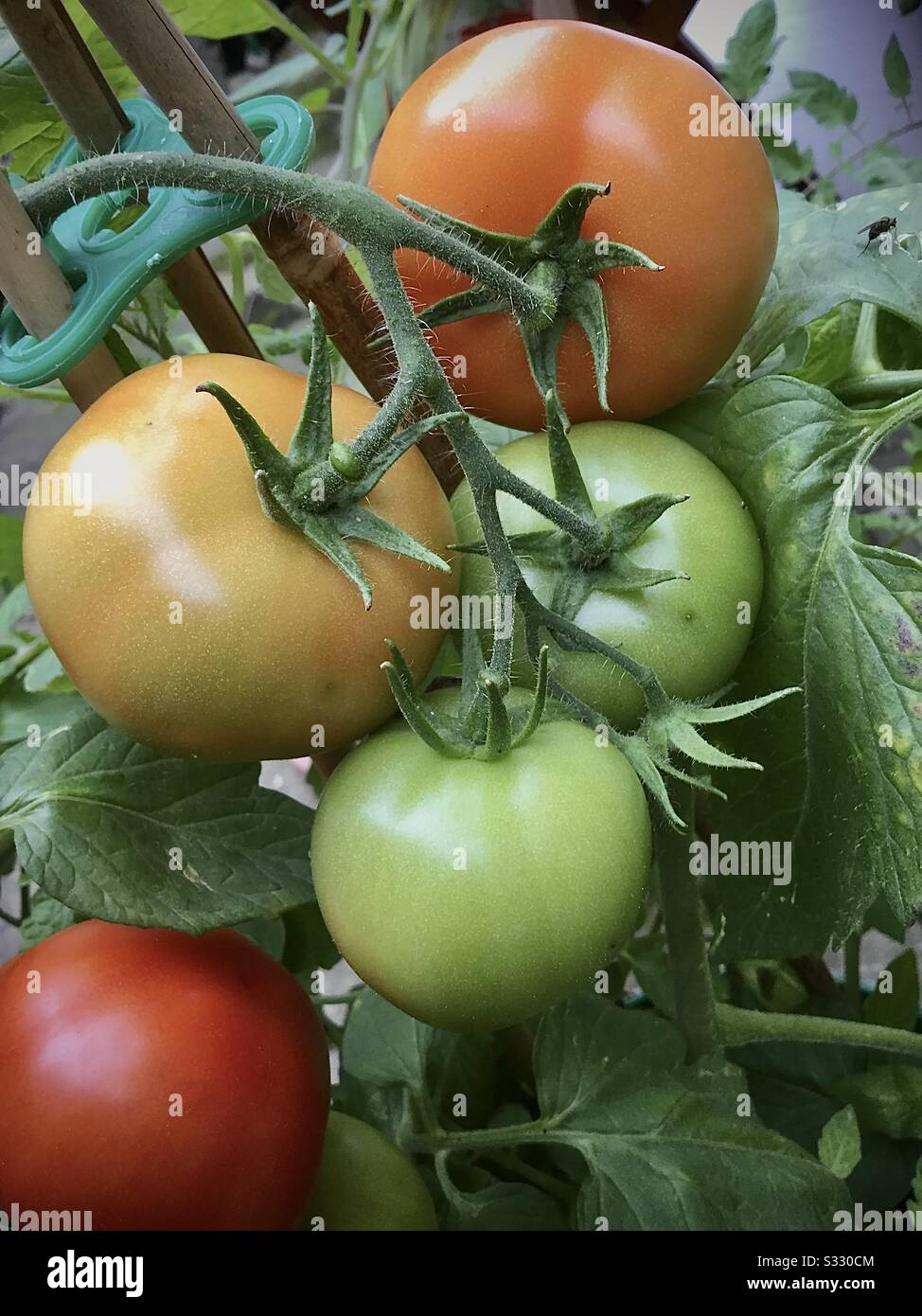 Ein Foto von meinen hauseigenen Tomaten im Garten. Stockfoto