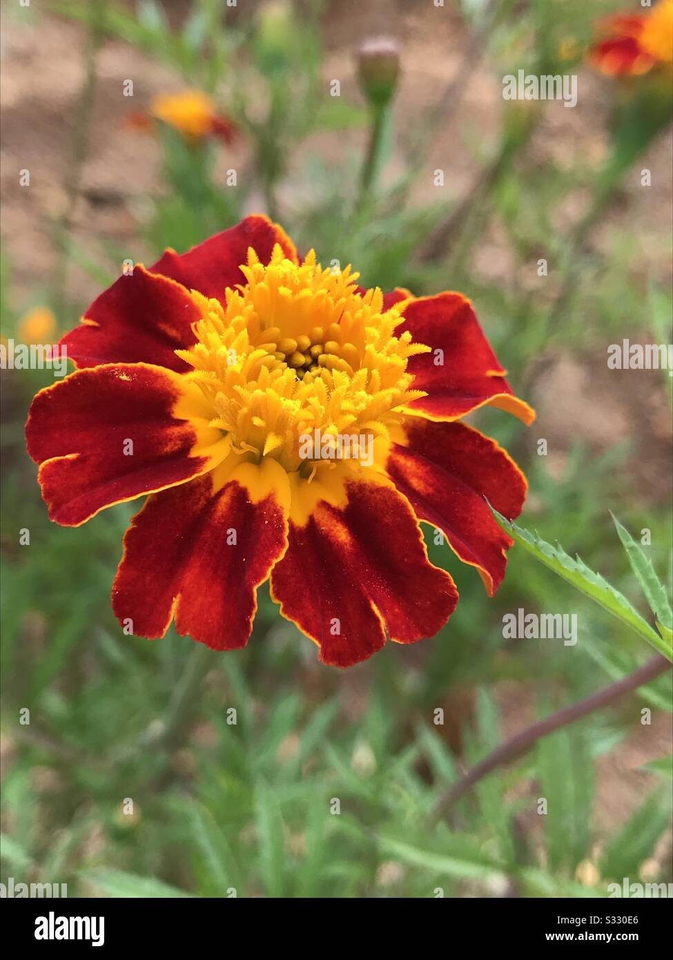 Nahaufnahme einer Marigold-Blume alias Jammanthi, Rote Blume mit gelbem Pollen, diese Pflanze wurde als Gartenbeete verwendet Stockfoto