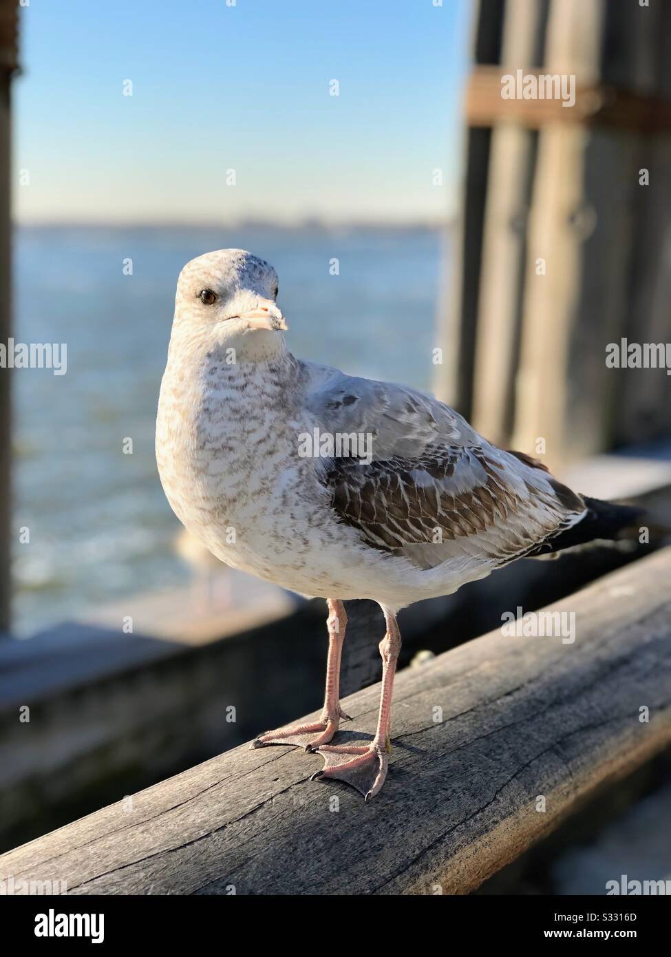 Vogel im Hafen von New York Stockfoto