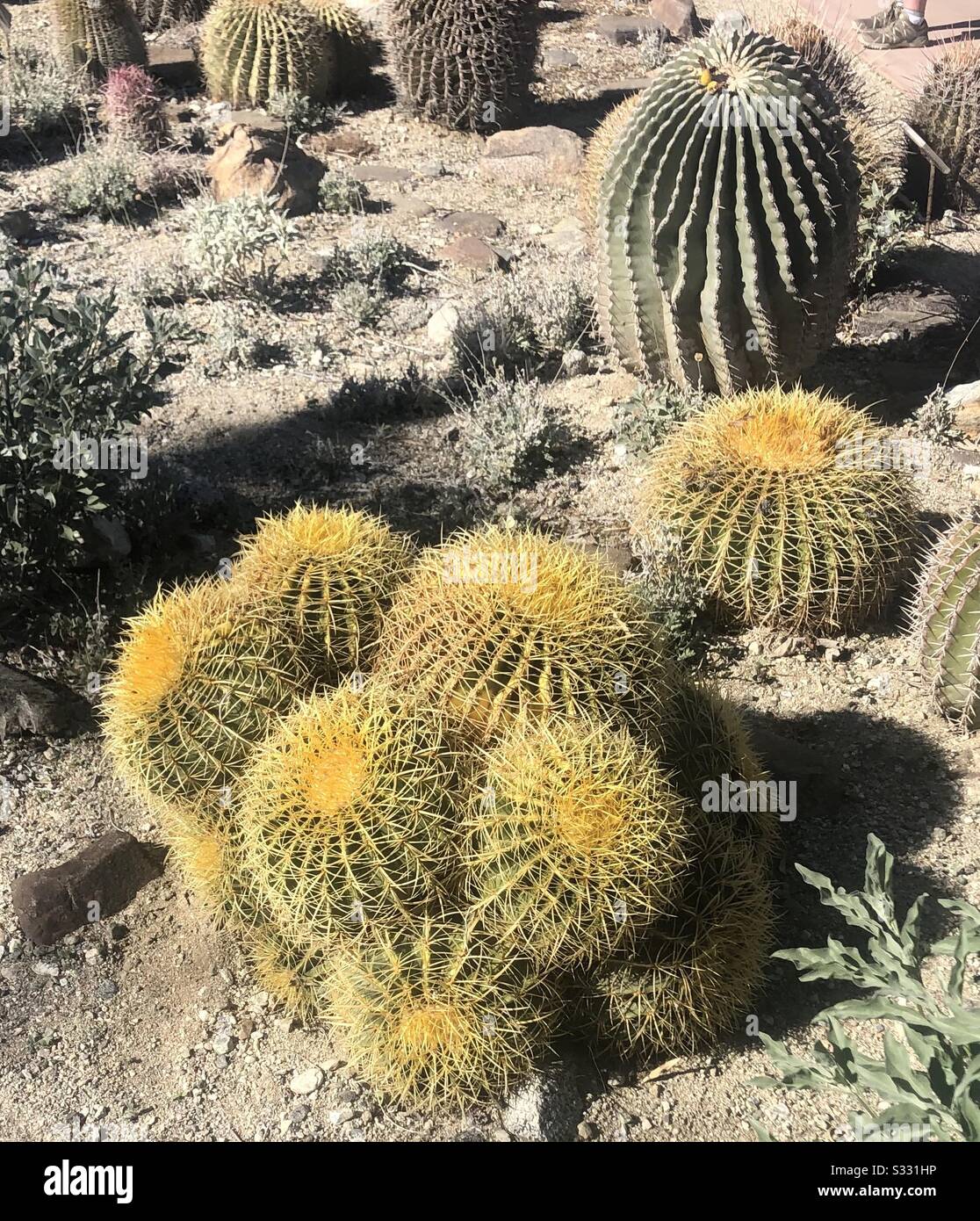 Barrel Cactus Stockfoto