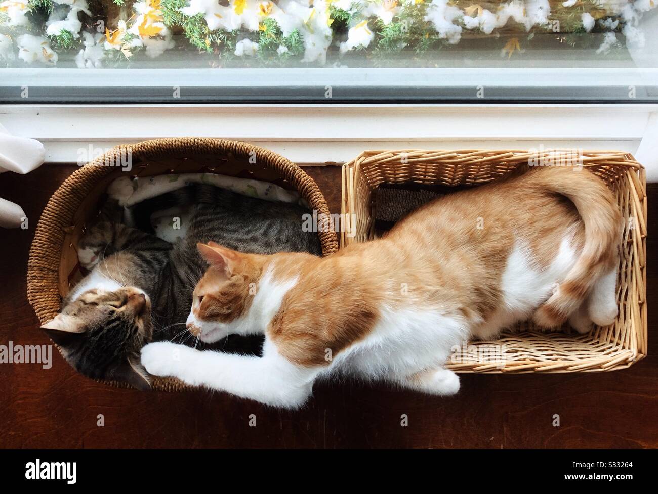 Zwei Tabby-Katzen in Körben auf Fensterauslegern zeigen Napfzeit-Zuneigung. Stockfoto