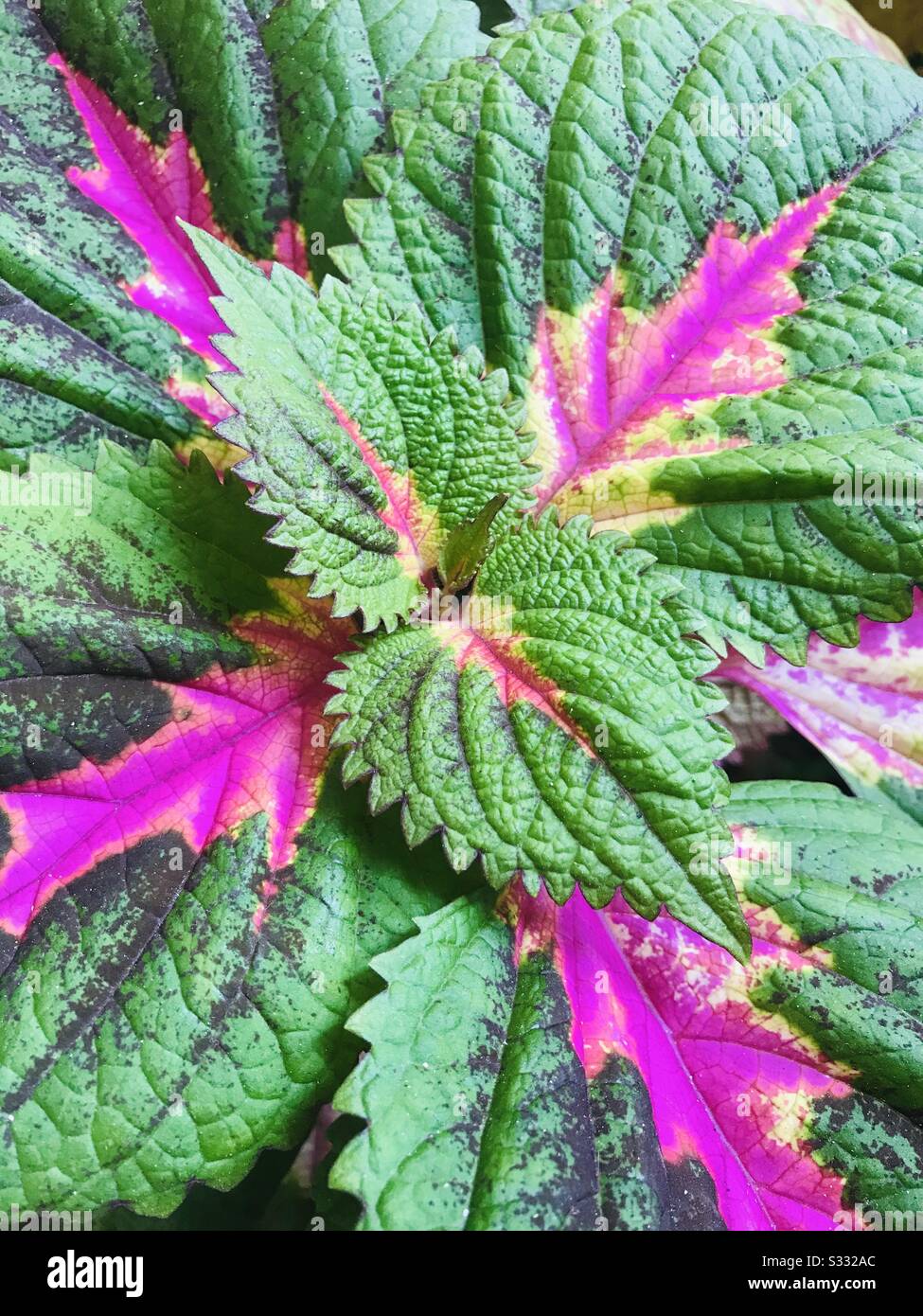 Painted Nettle alias Solenostemon Scutellarioides -Color Leaf alias Croton Plant Leaf, lila und grün Leaf, New Growth- Heart Shape Leaf Stockfoto