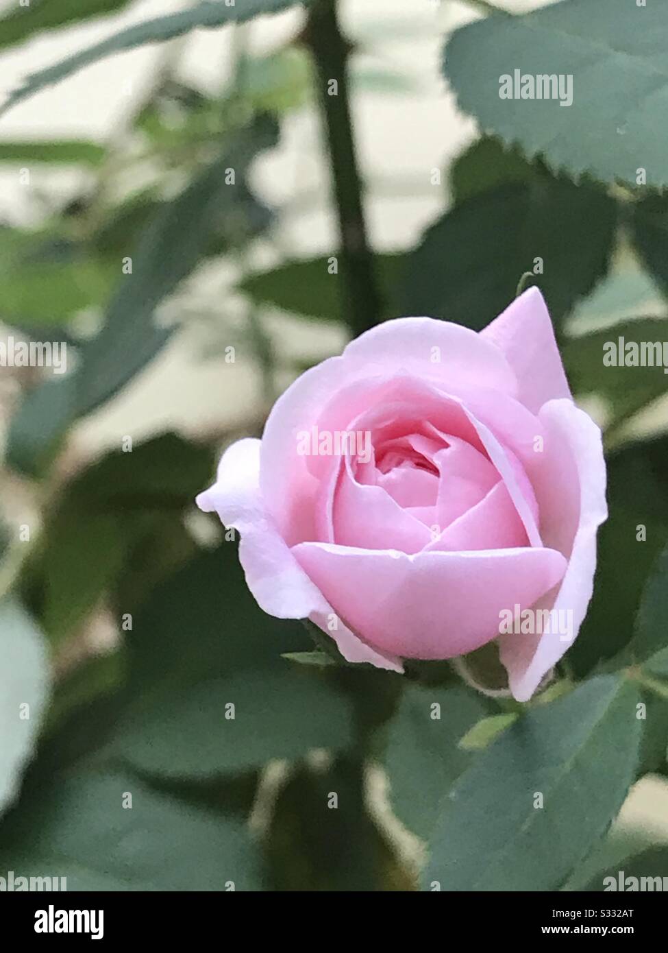 In meinem Garten blüht süße, rosafarbene Blume, halb aufgeblüht, Knopflose mit Aroma Stockfoto